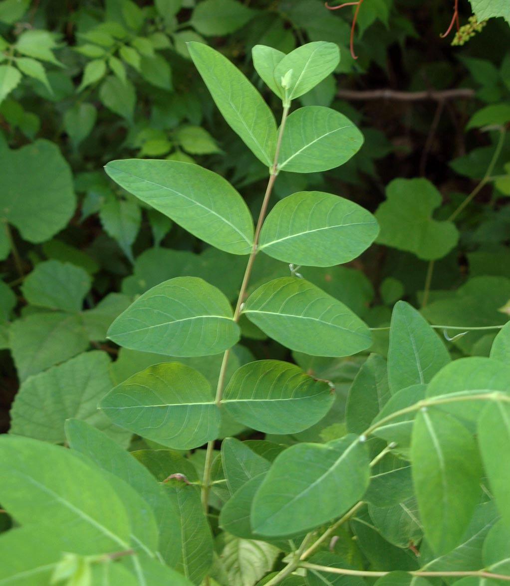 Hemp dogbane (Evans, University of Illinois, Bugwood.org)