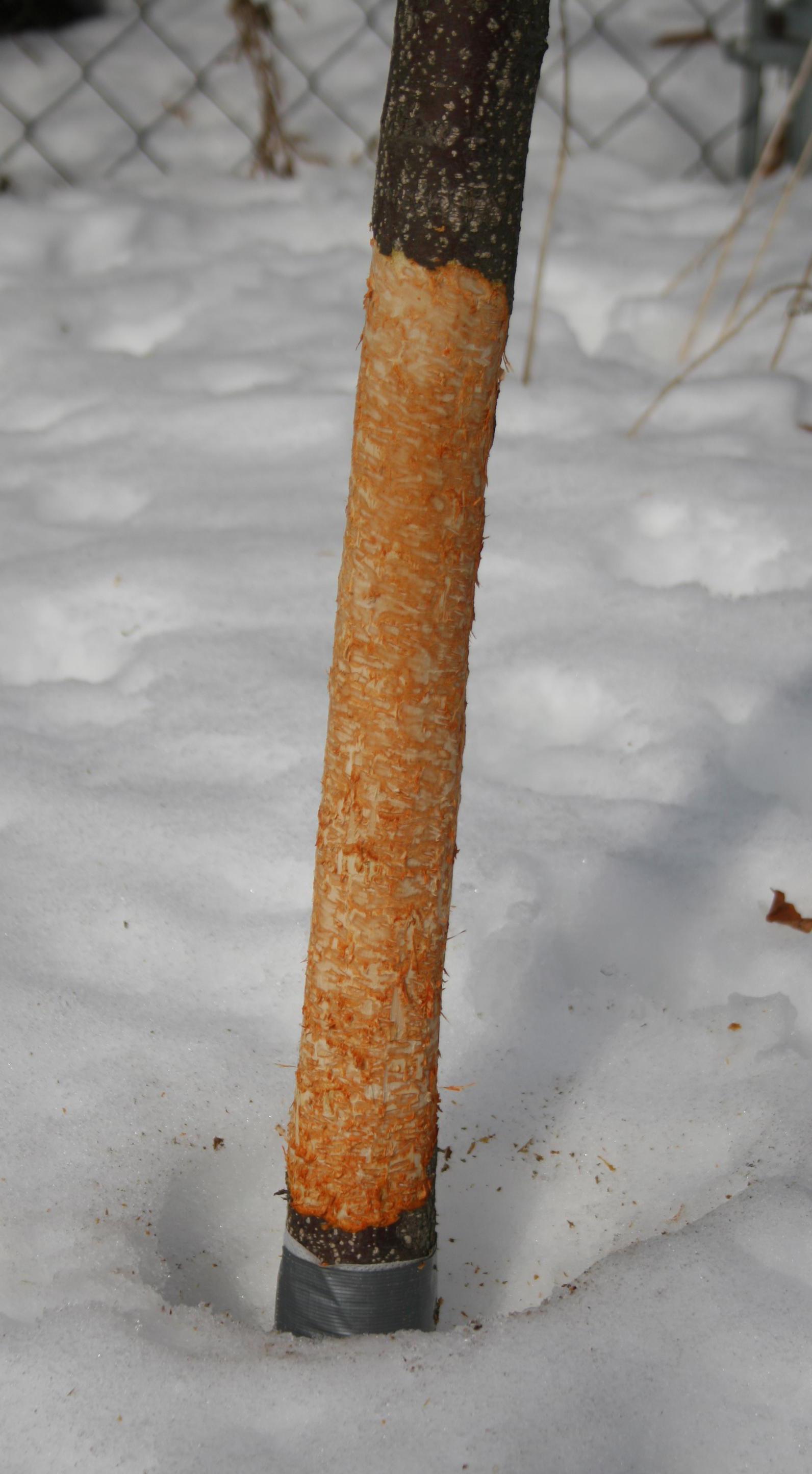 Rabbit feeding on peach trunks is similar to the damage shown here on an apple tree.  