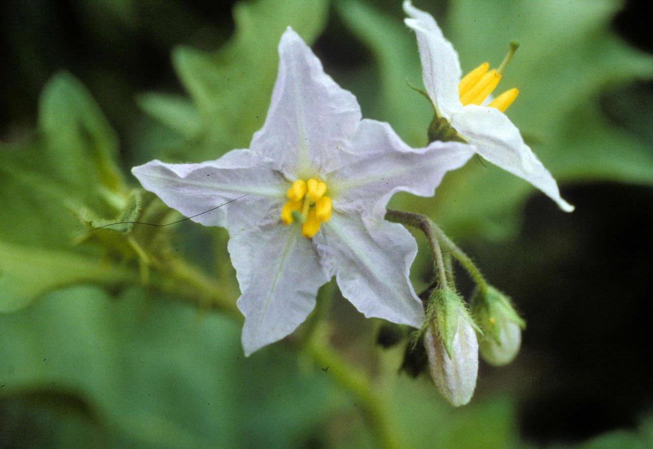 Horsenettle in bloom (Ohio State Weed Laboratory, Ohio State University, Bugwood.org)