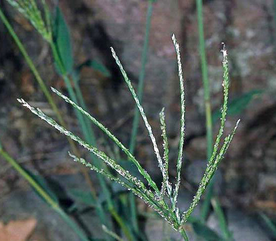 Crabgrass flowers. 