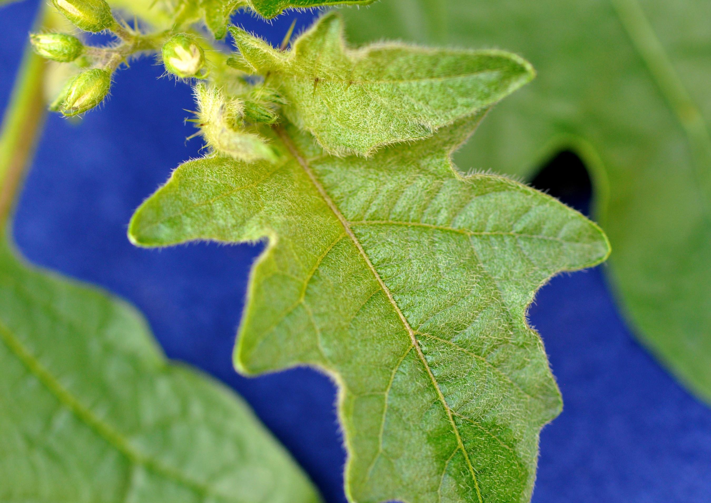 Horsenettle foliage (Ackley, Ohio State University, Bugwood.org)