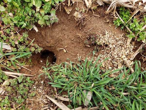 Vole run with access hole. 