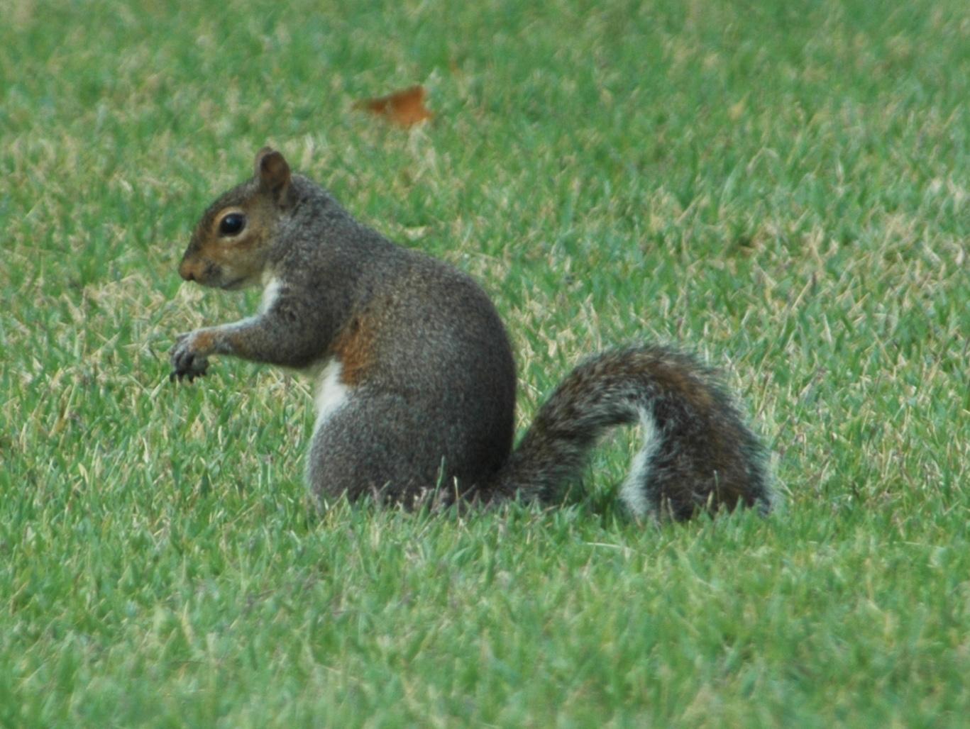 Grey squirrel. 