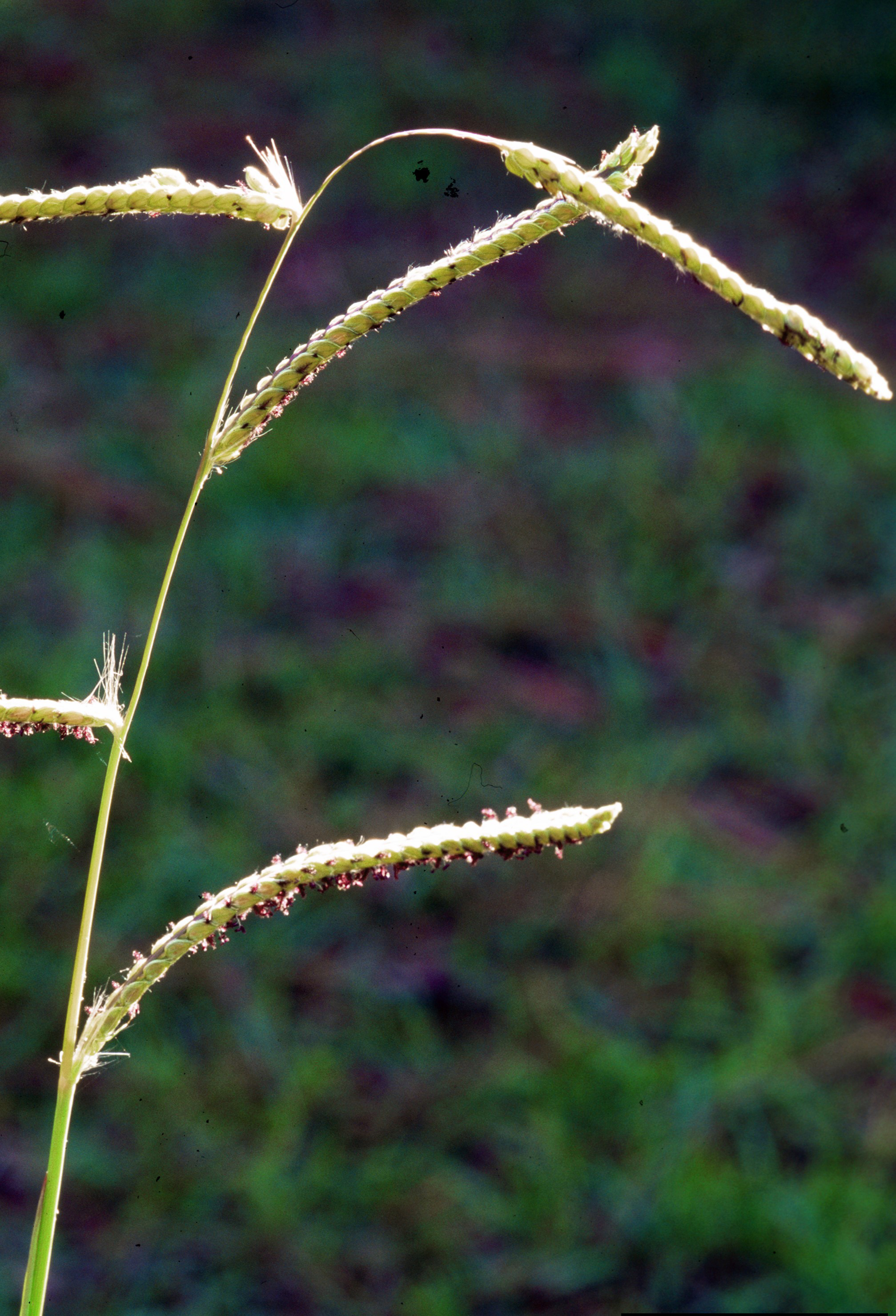 Dallisgrass (Photo: James H. Miller & Ted Bodner, Southern Weed Science Society, Bugwood.org)