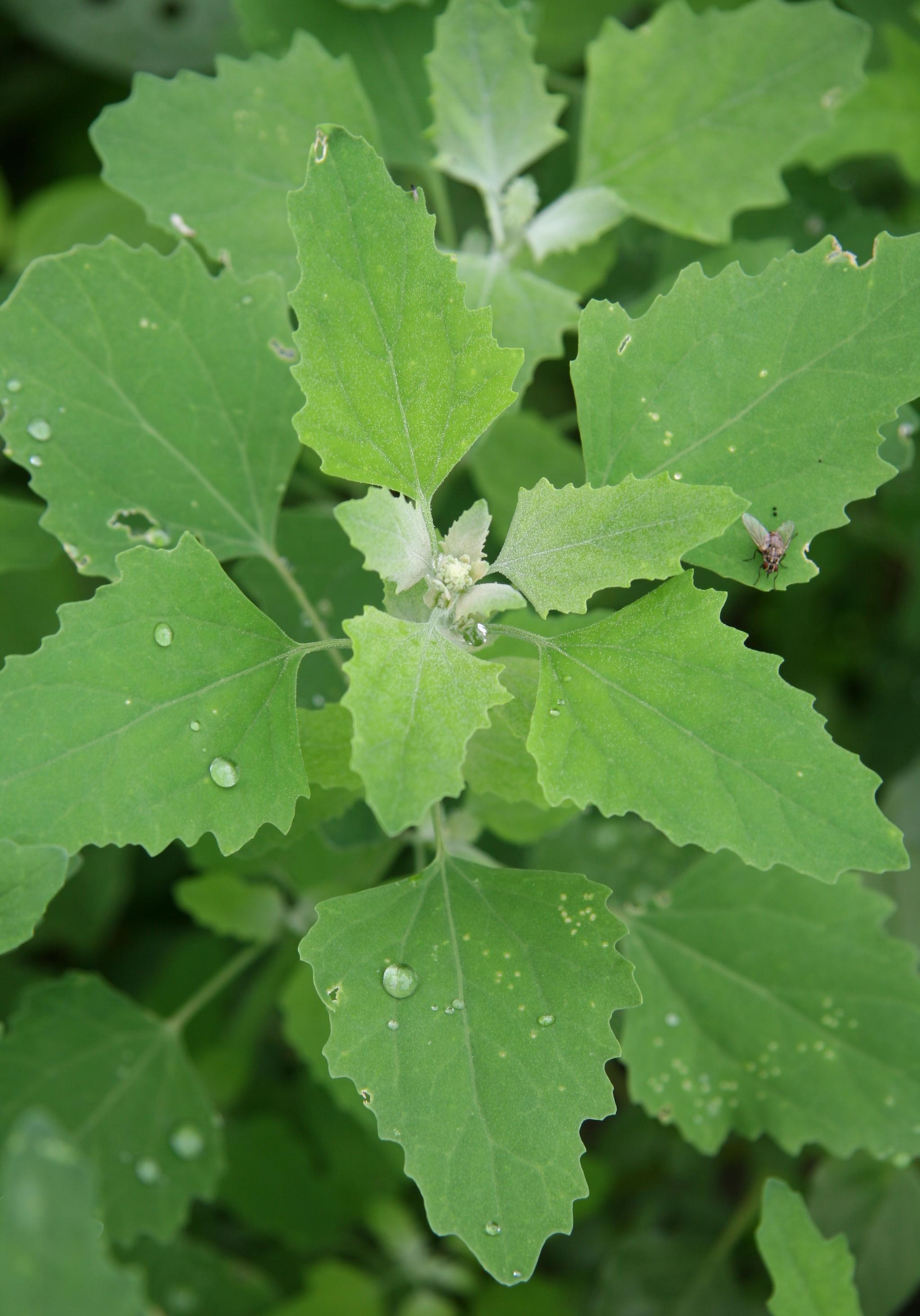 Lambsquarter foliage close-up (Videki, Coronicum Kft., Bugwood.org)