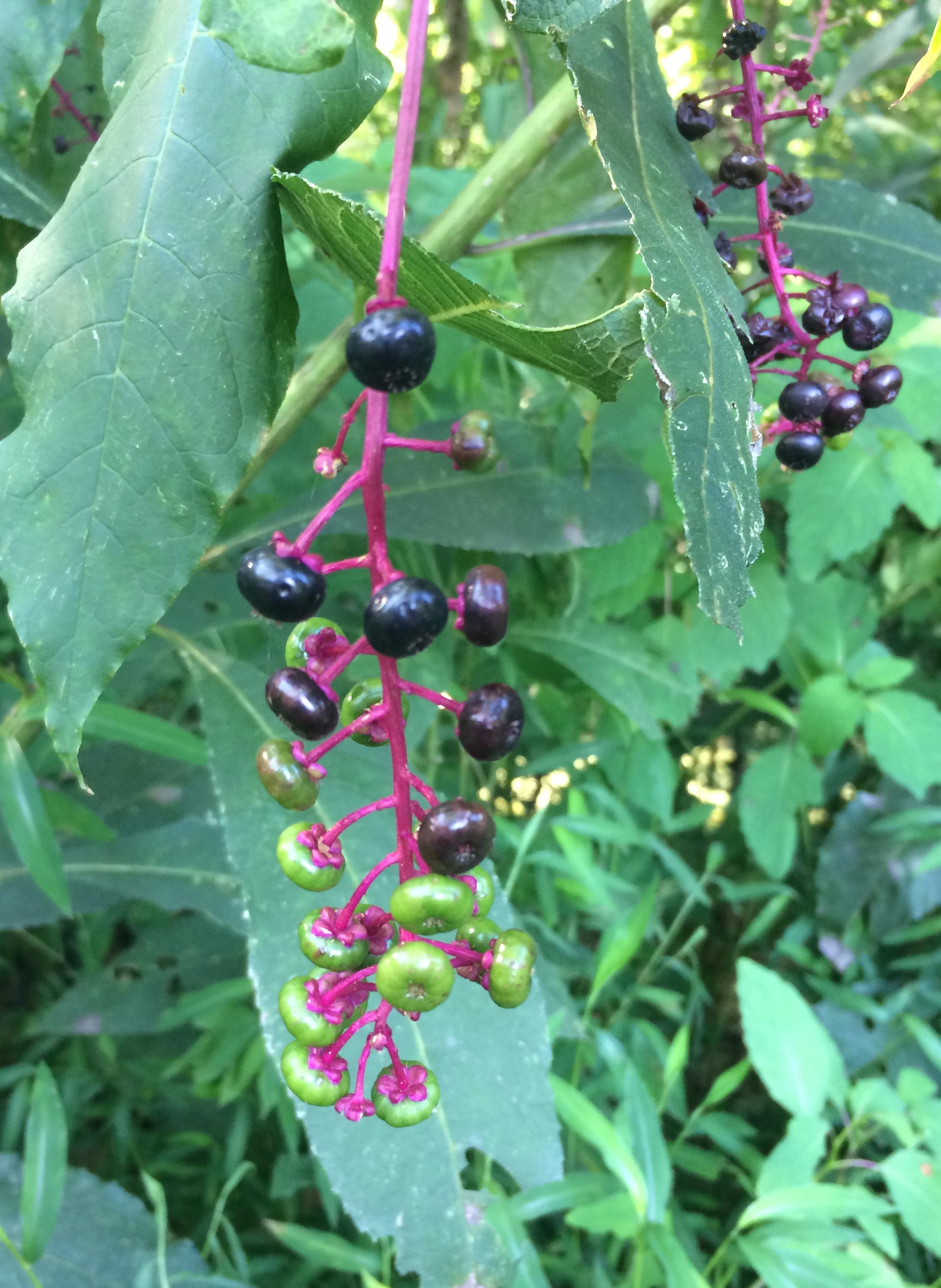 Pokeweed fruit. 