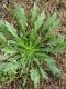 Marestail/horseweed
