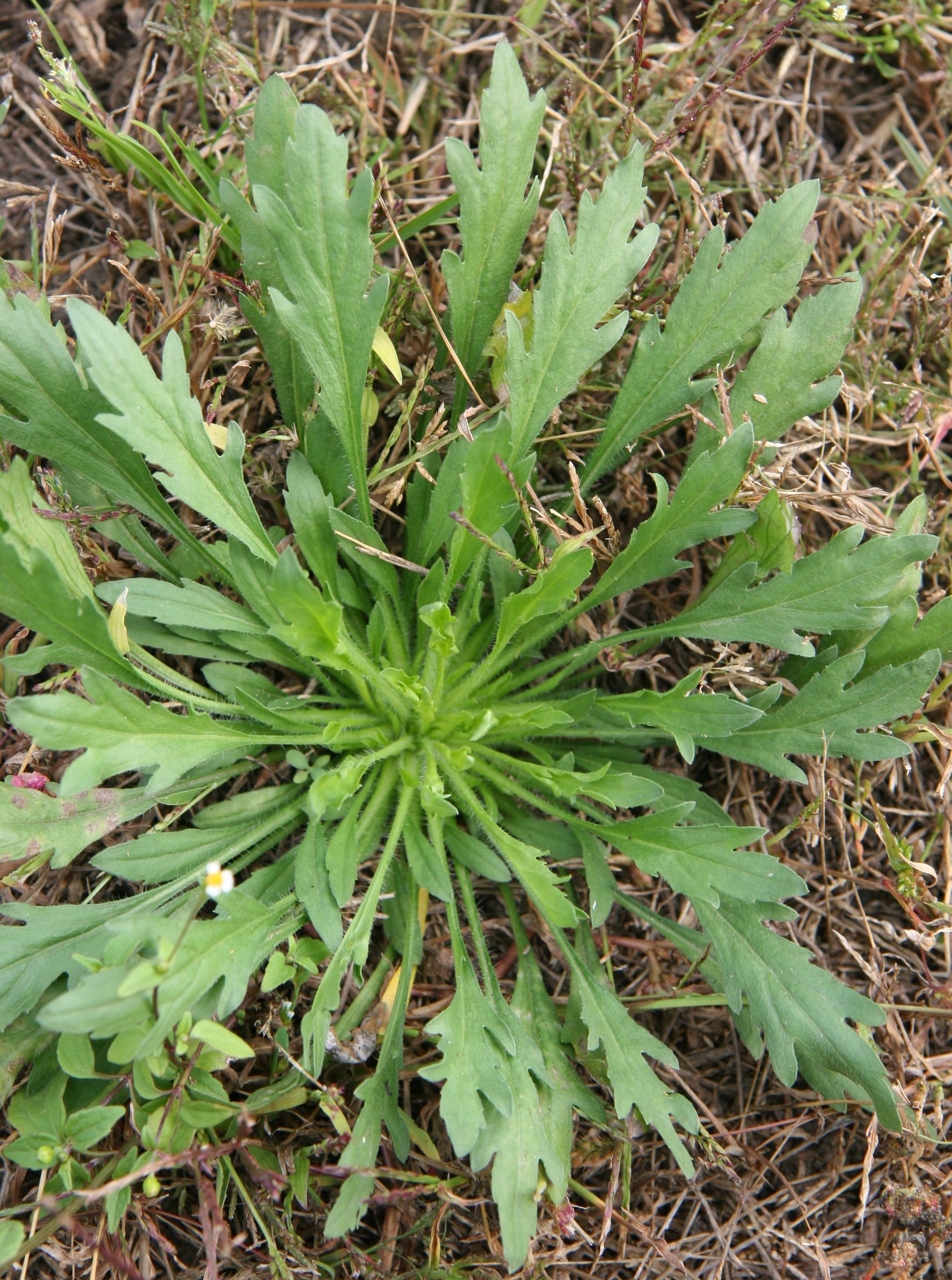 Marestail growth habit (Videki, Doronicum Kft., Bugwood.org)