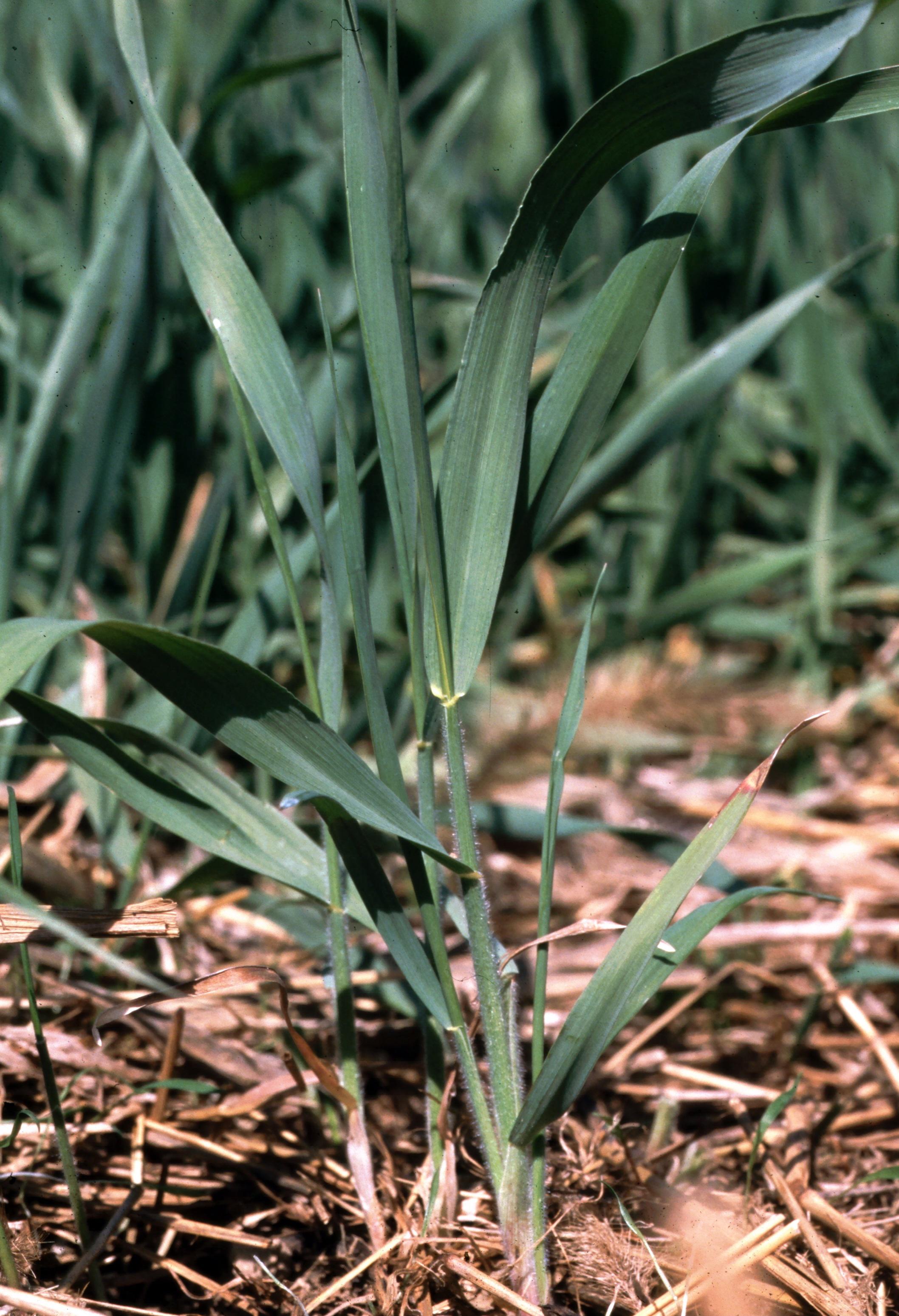 Quackgrass (Photo: Ohio State Weed Laboratory, The Ohio State University, Bugwood.org)