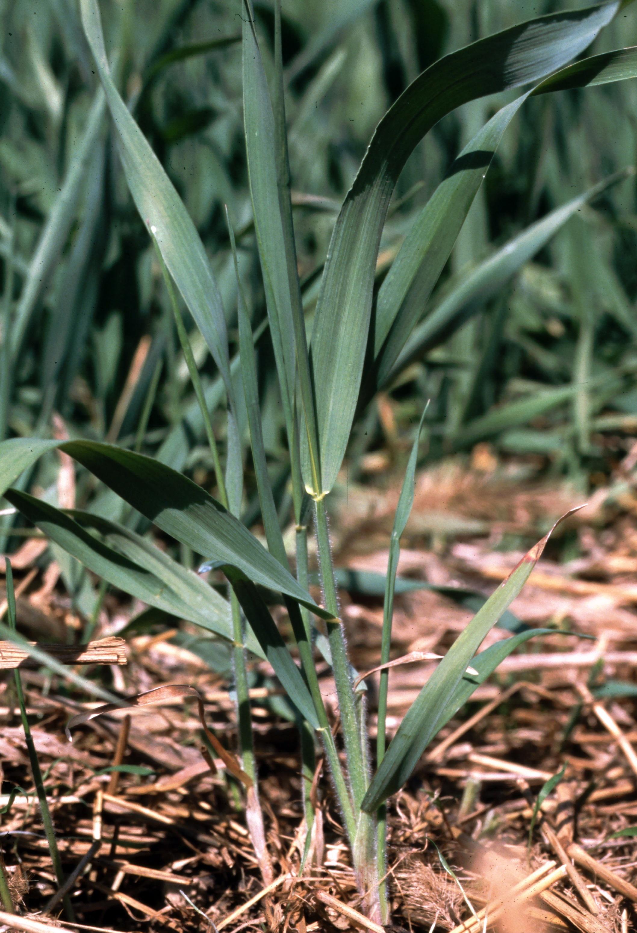 Quackgrass growth habit. 