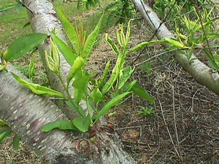 2,4-D herbicide damage to scaffold limb. 