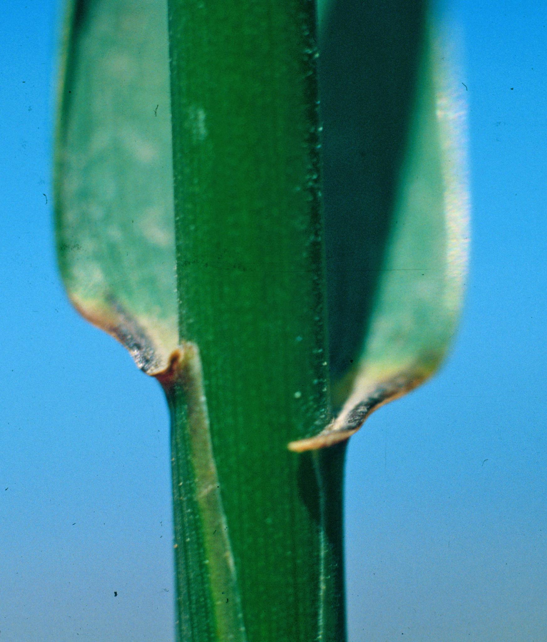 Close-up of auricle. 