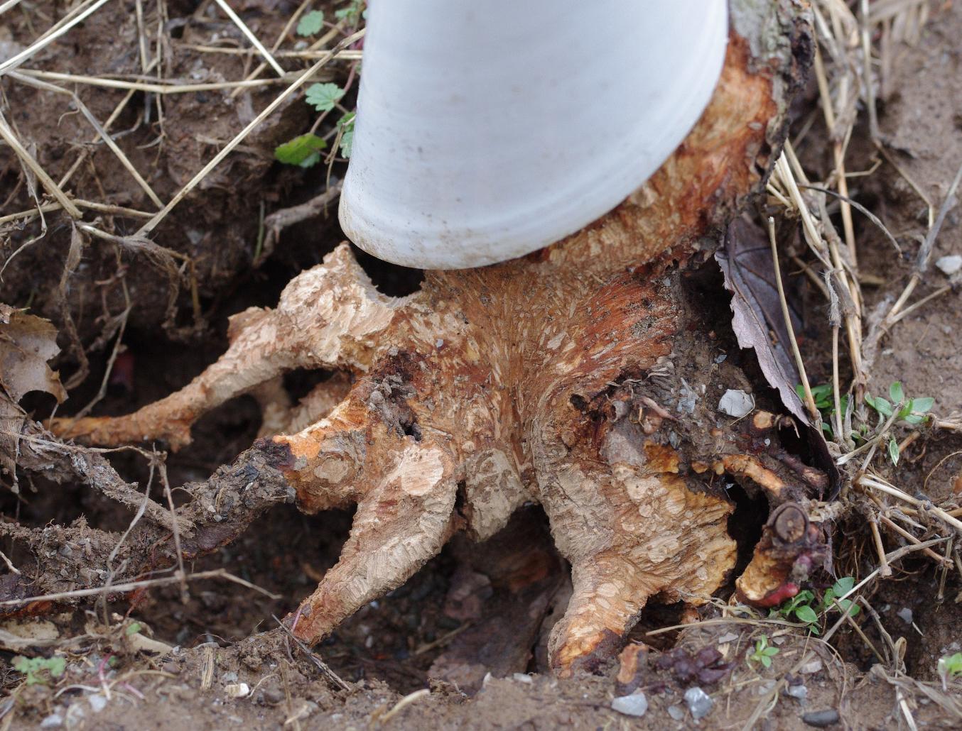 Vole damage to root stock (Strang, UKY)