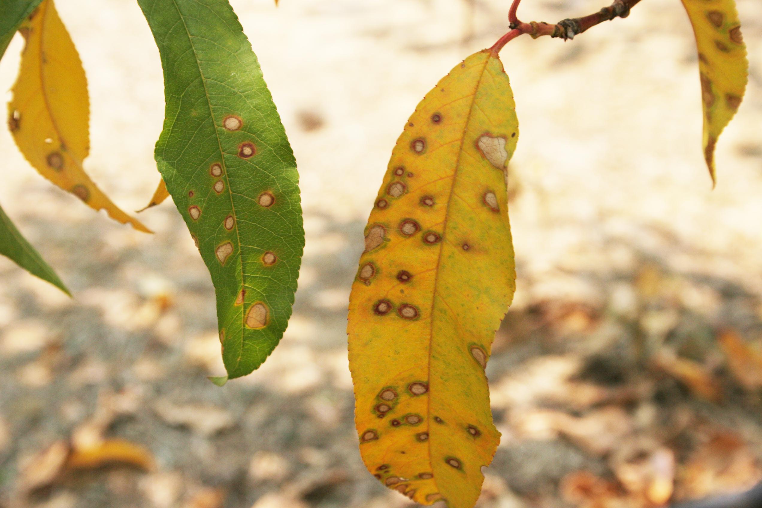 Gramoxone herbicide injury. 