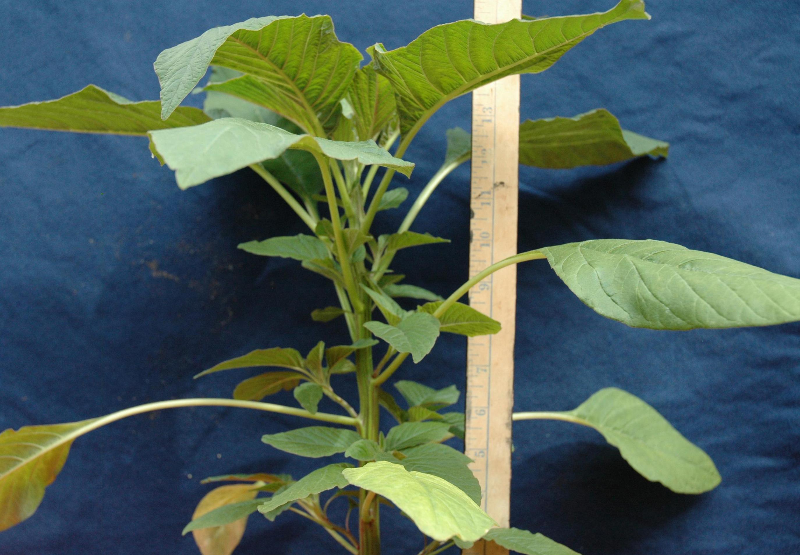 Palmer amaranth (Ackley, Ohio State University, Bugwood.org)