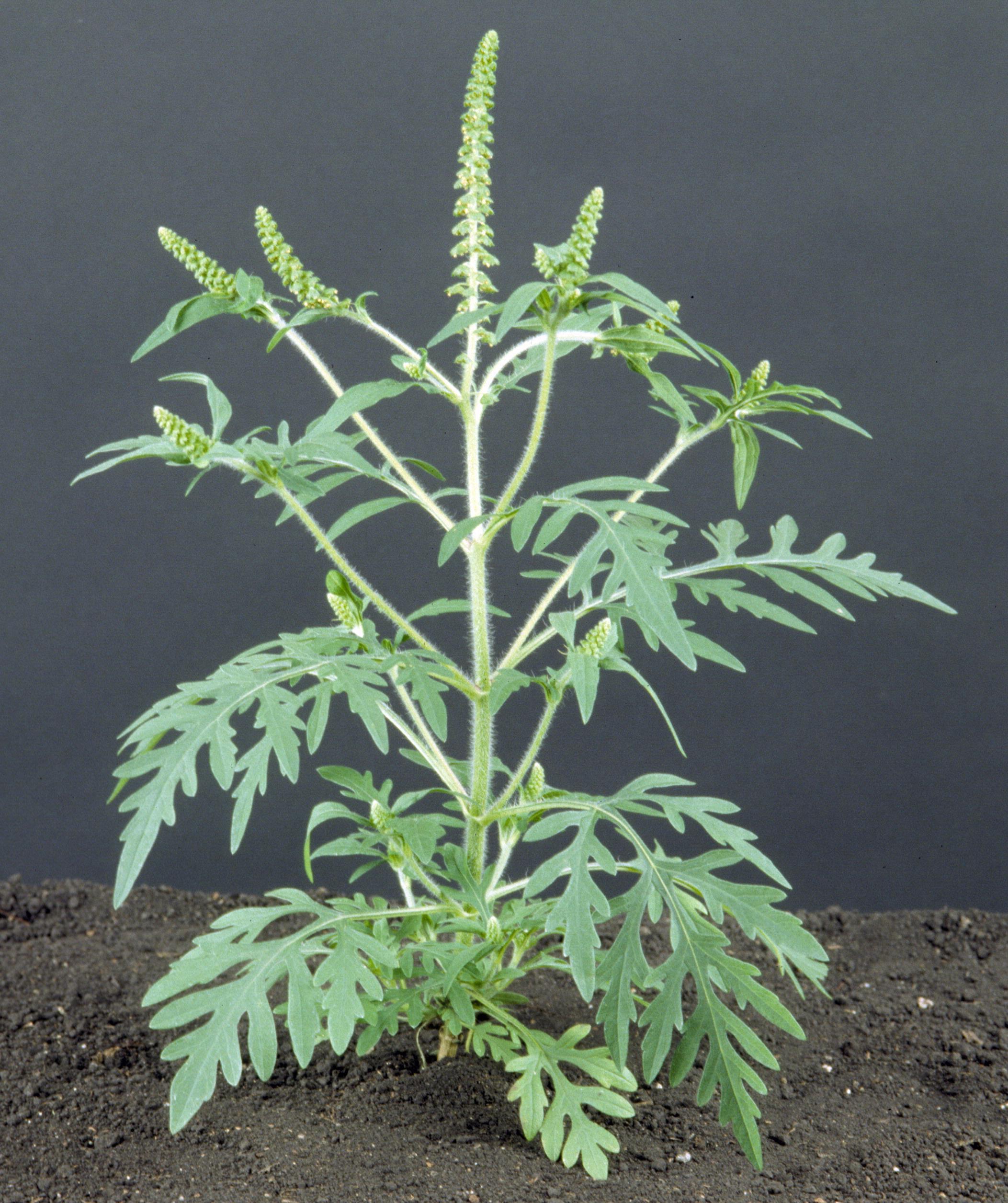 Ragweed plant in bloom. 