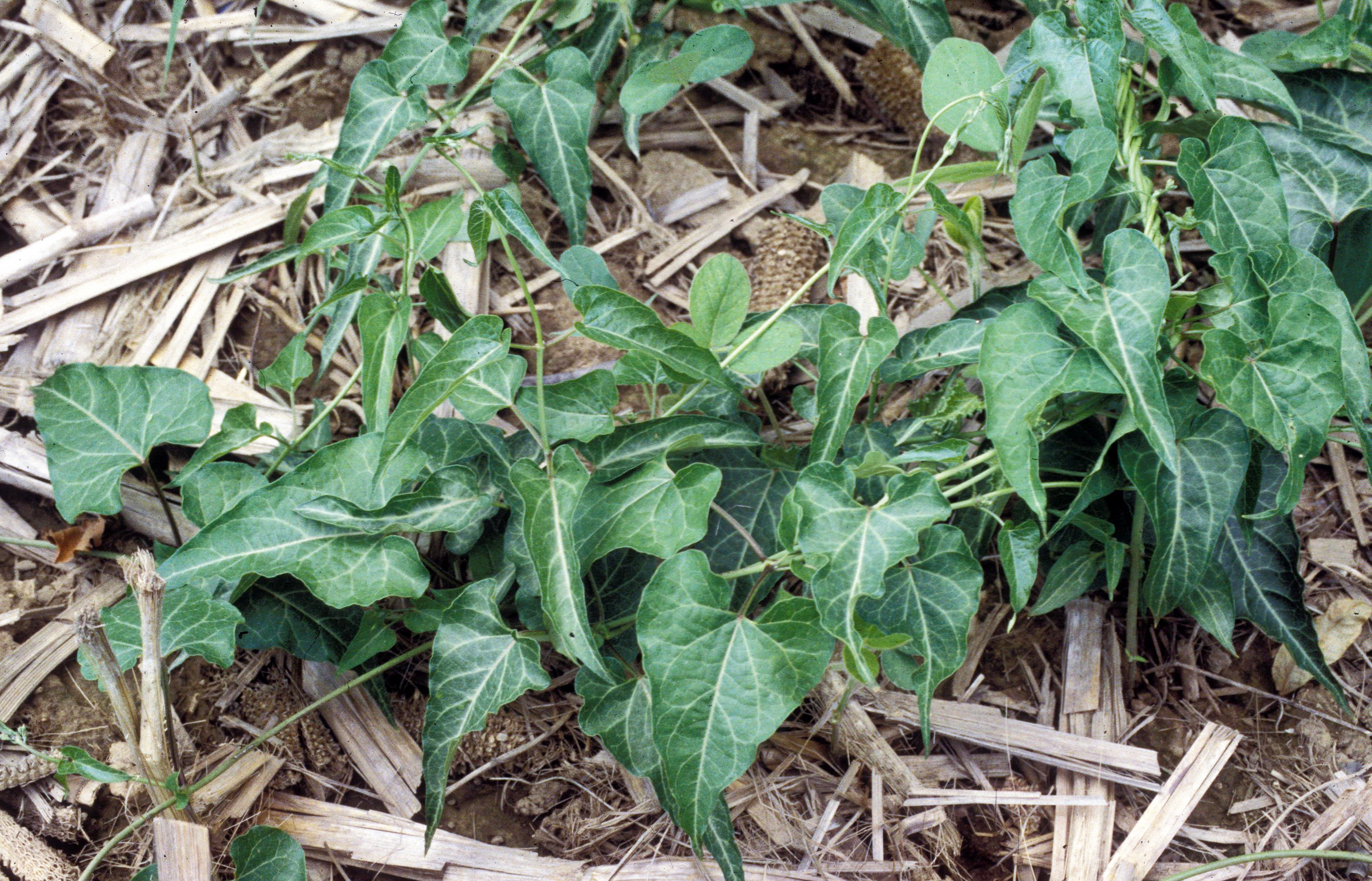 Honeyvine milkweed growth habit. 