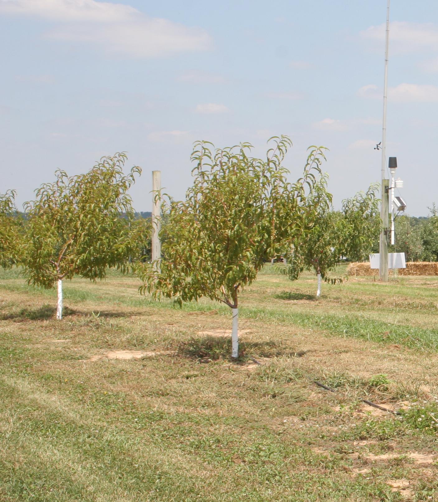 Glyphosate herbicide resulting in stunting and chlorosis of trees. 
