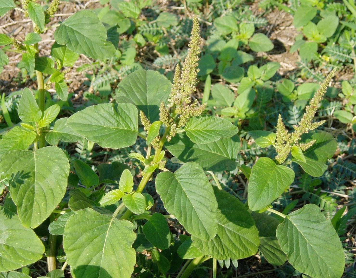 Pigweed (USDA Plants Database)