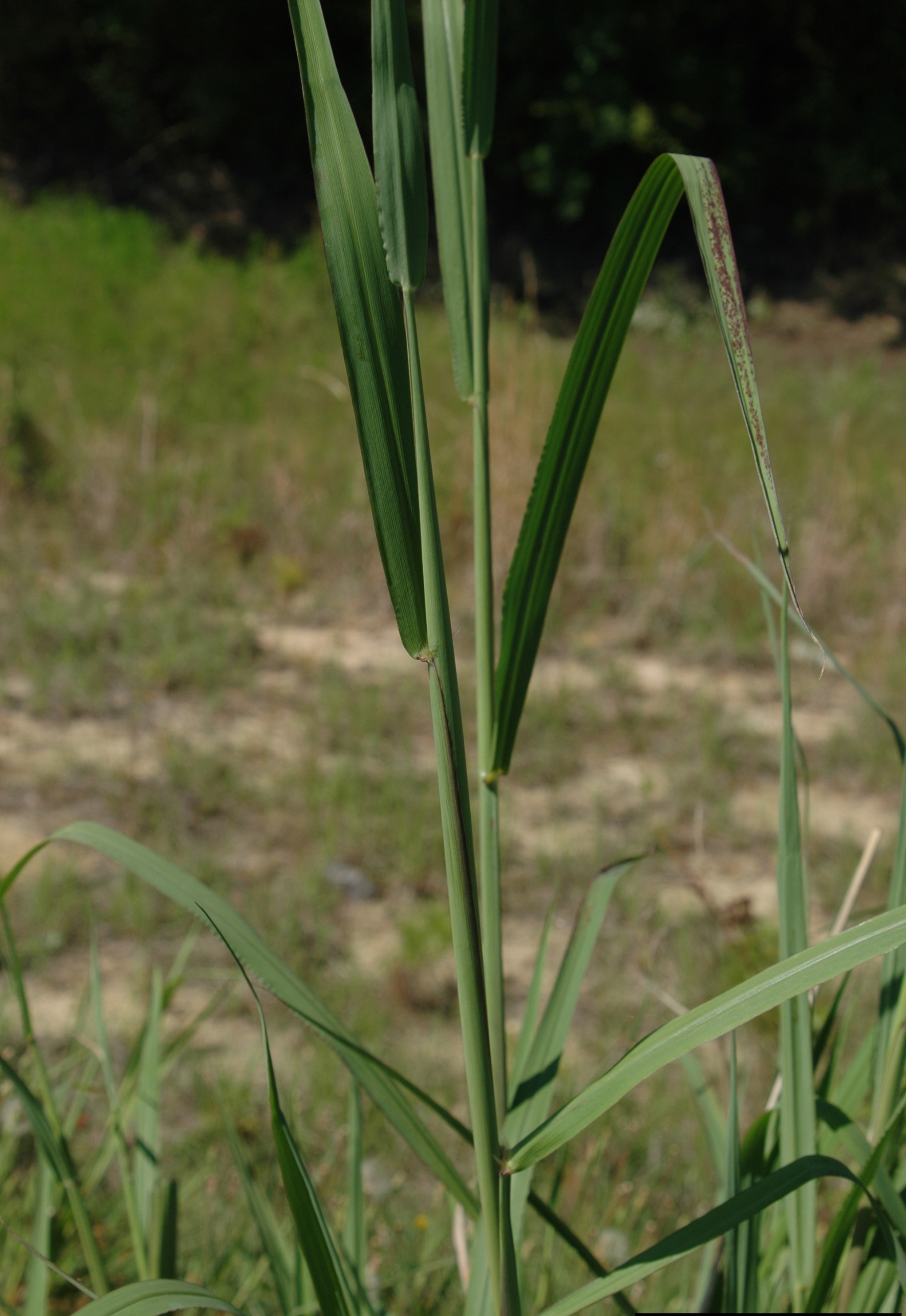 Johnsongrass growth habit. 