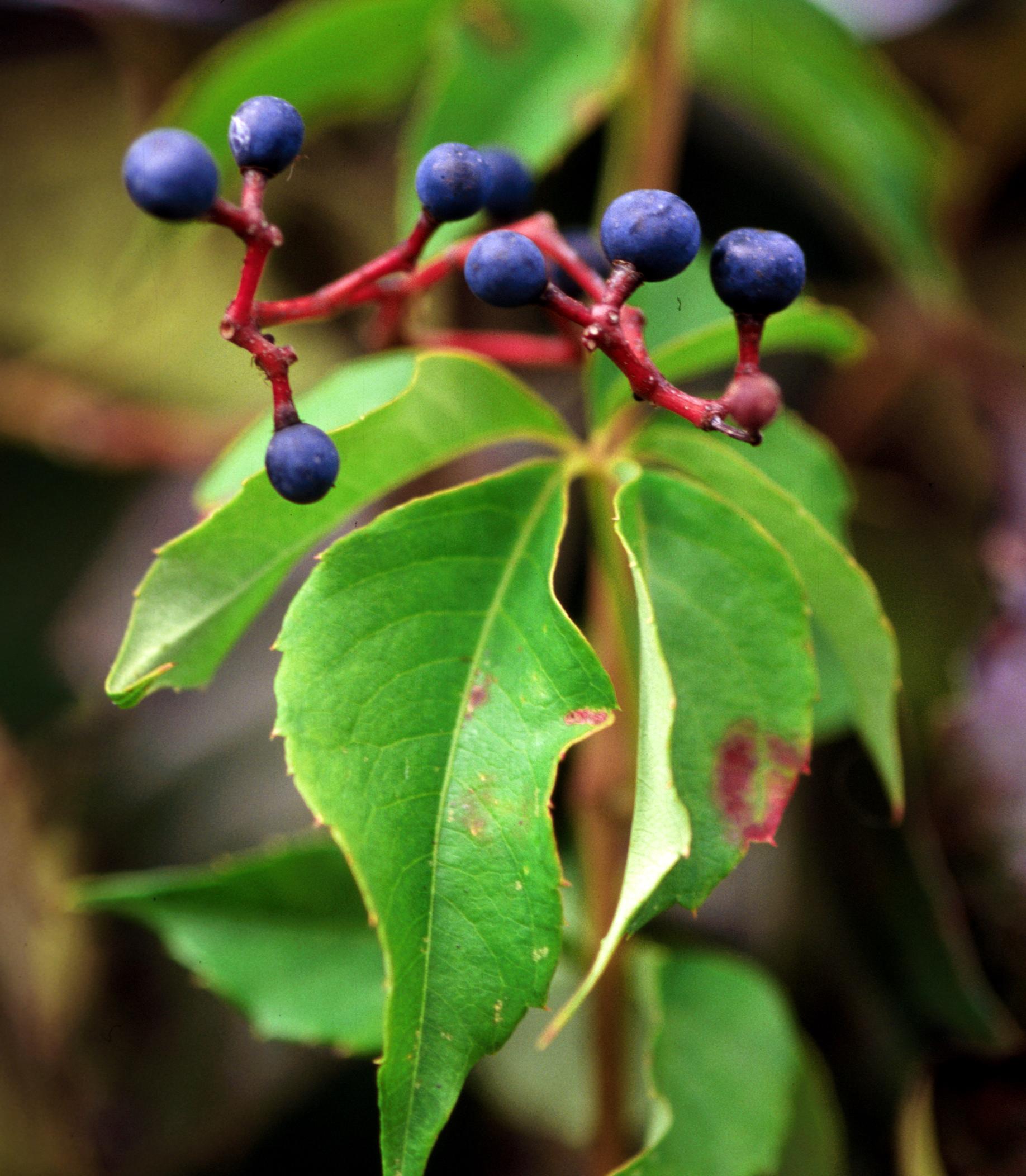 Virginia creeper fruit. 