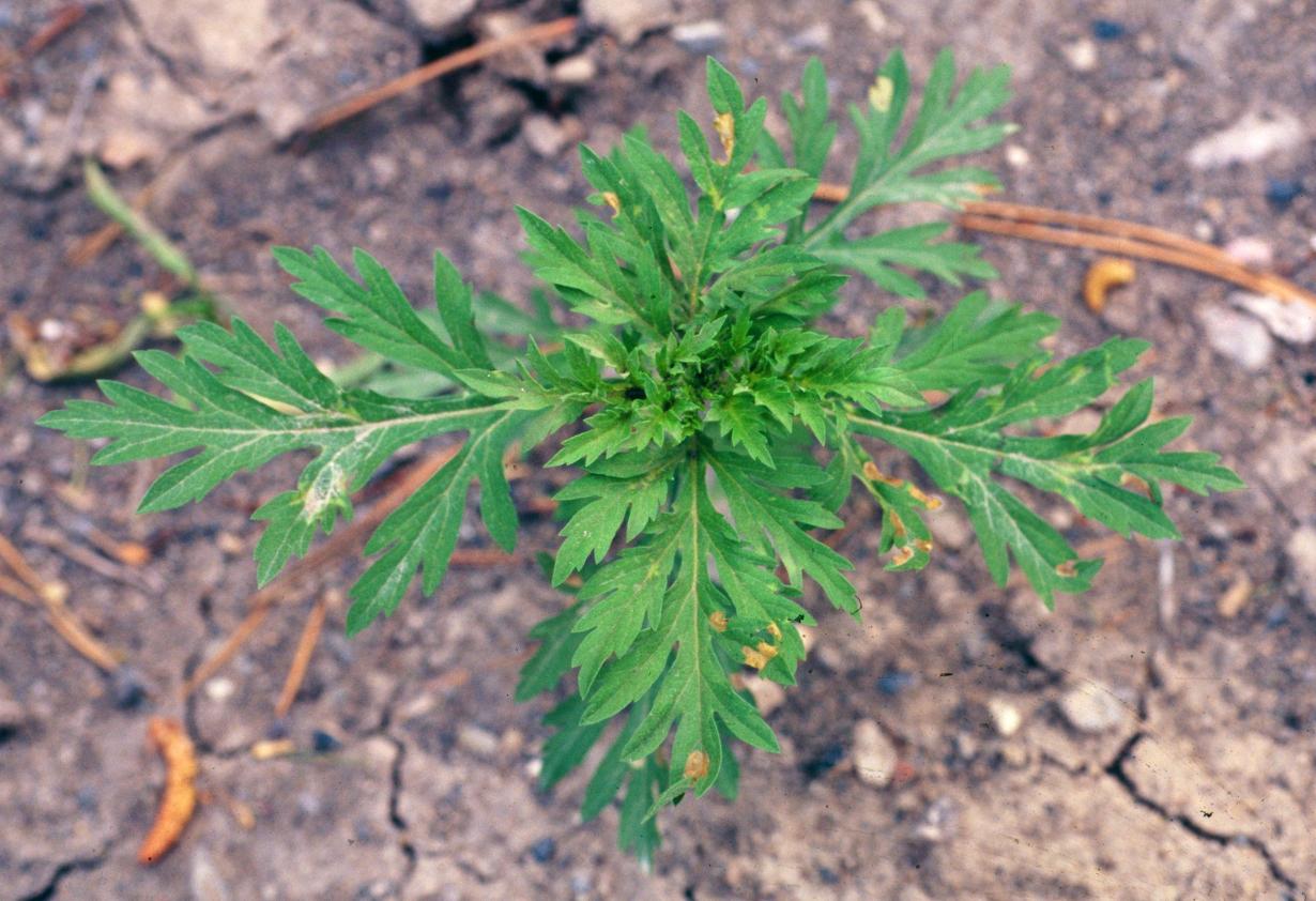 Common ragweed (Dewey, Utah State University, Bugwood.org)