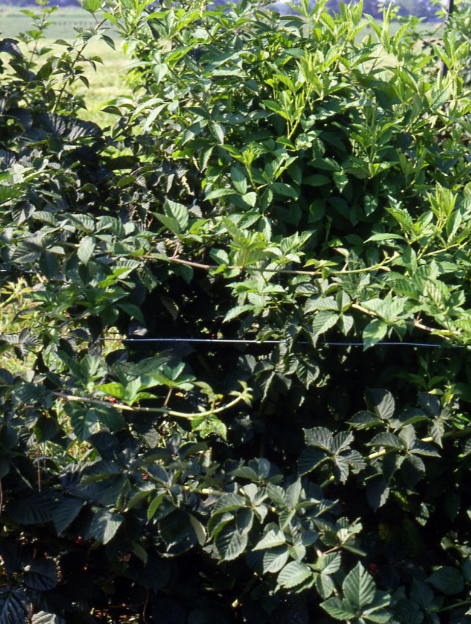 Wild thorny brambles (lighter-colored leaves) growing in a planting of cultivated thornless blackberries (darker leaves). 