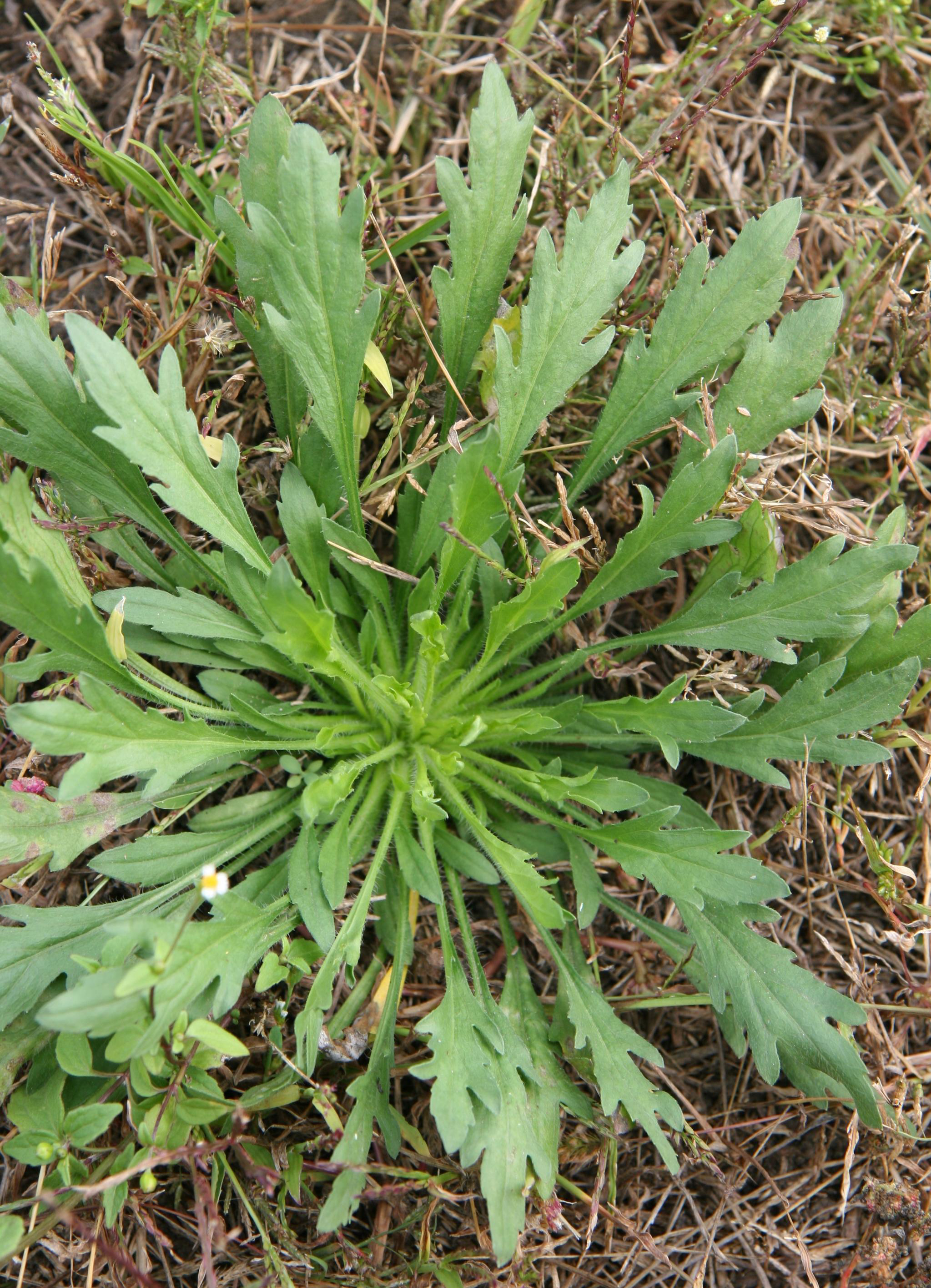 Marestail growth habit. 