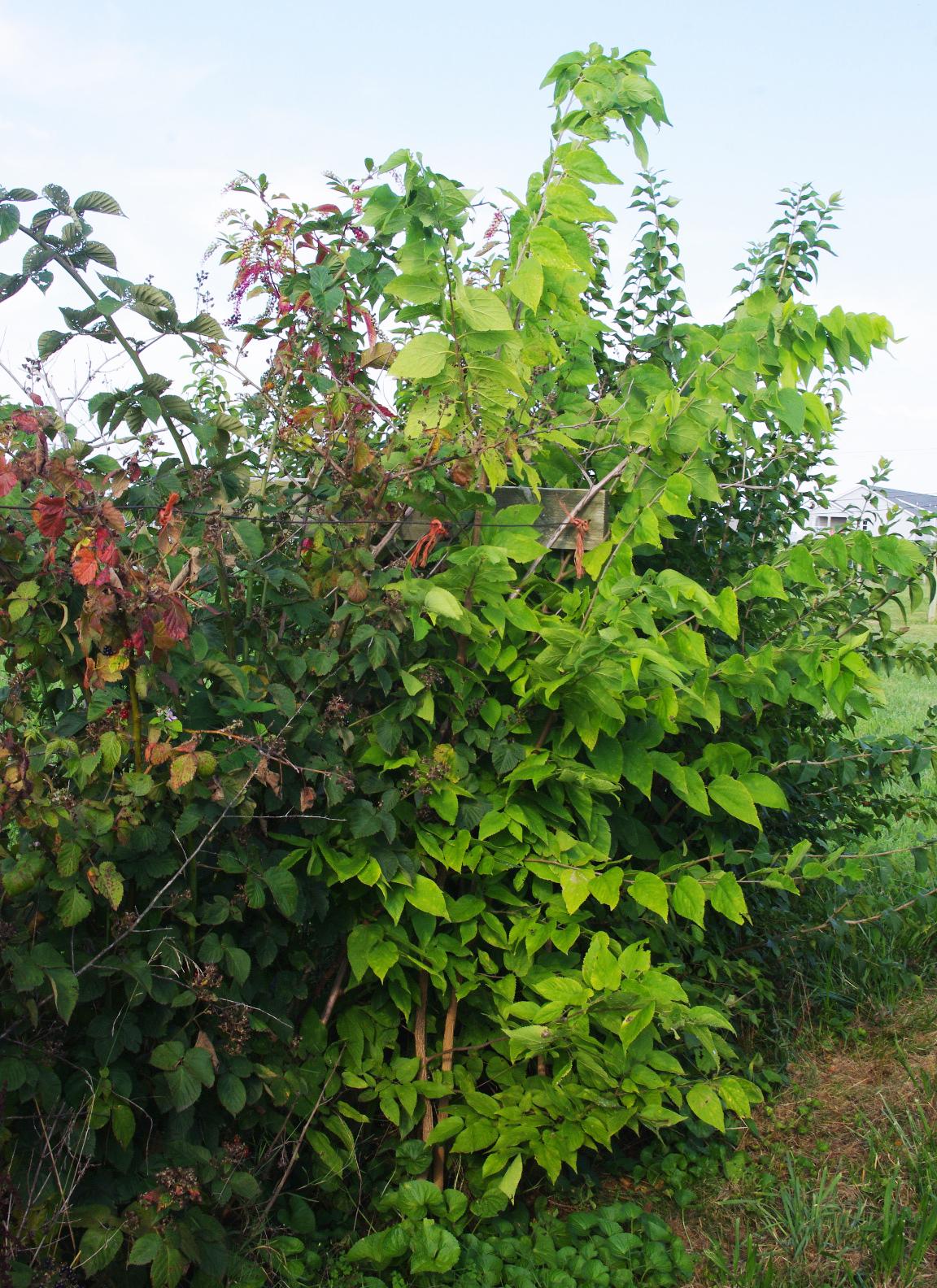 Hackberry growing within a bramble planting. 