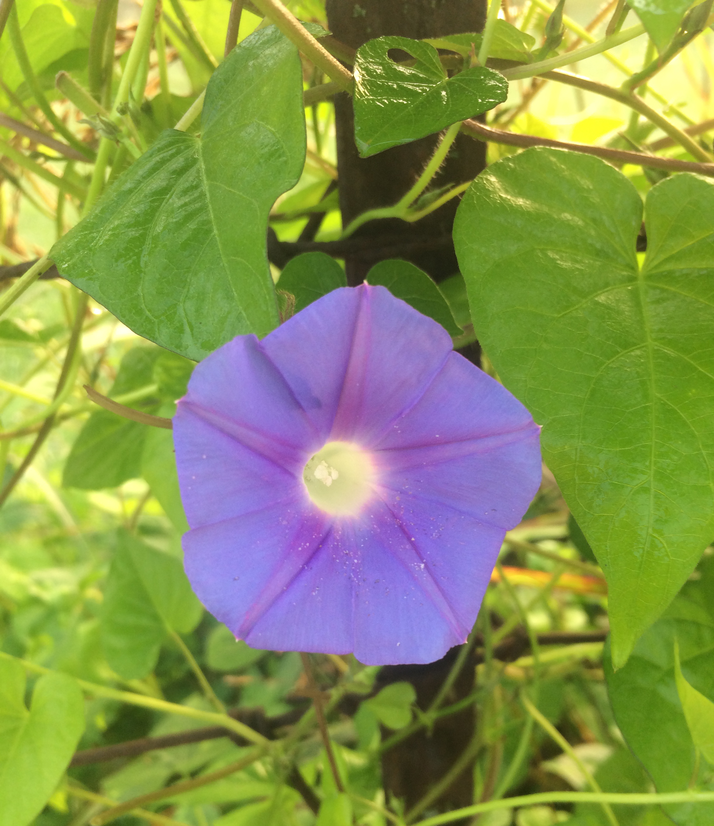 Morningglories in bloom. 