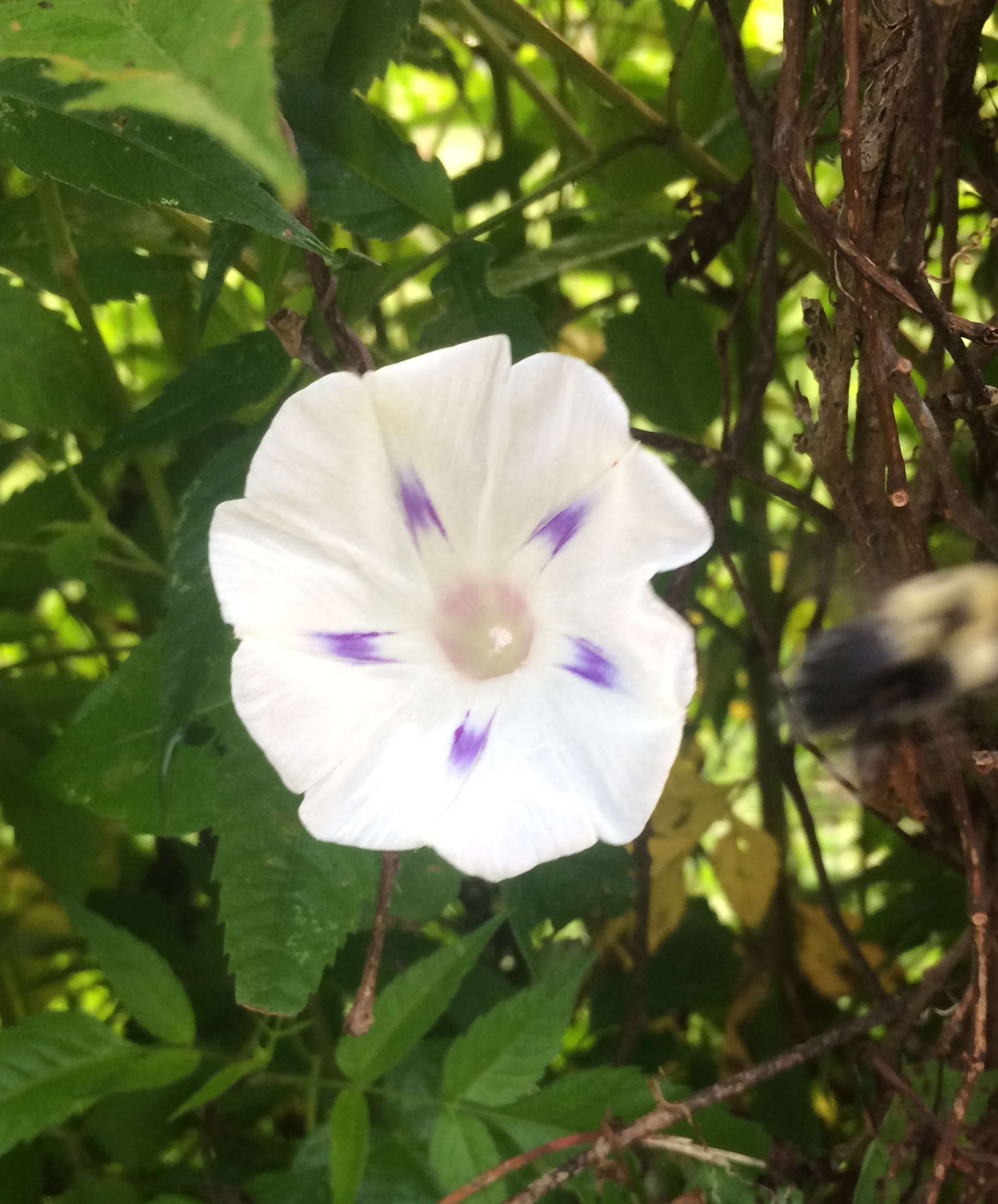 Morningglories in bloom. 