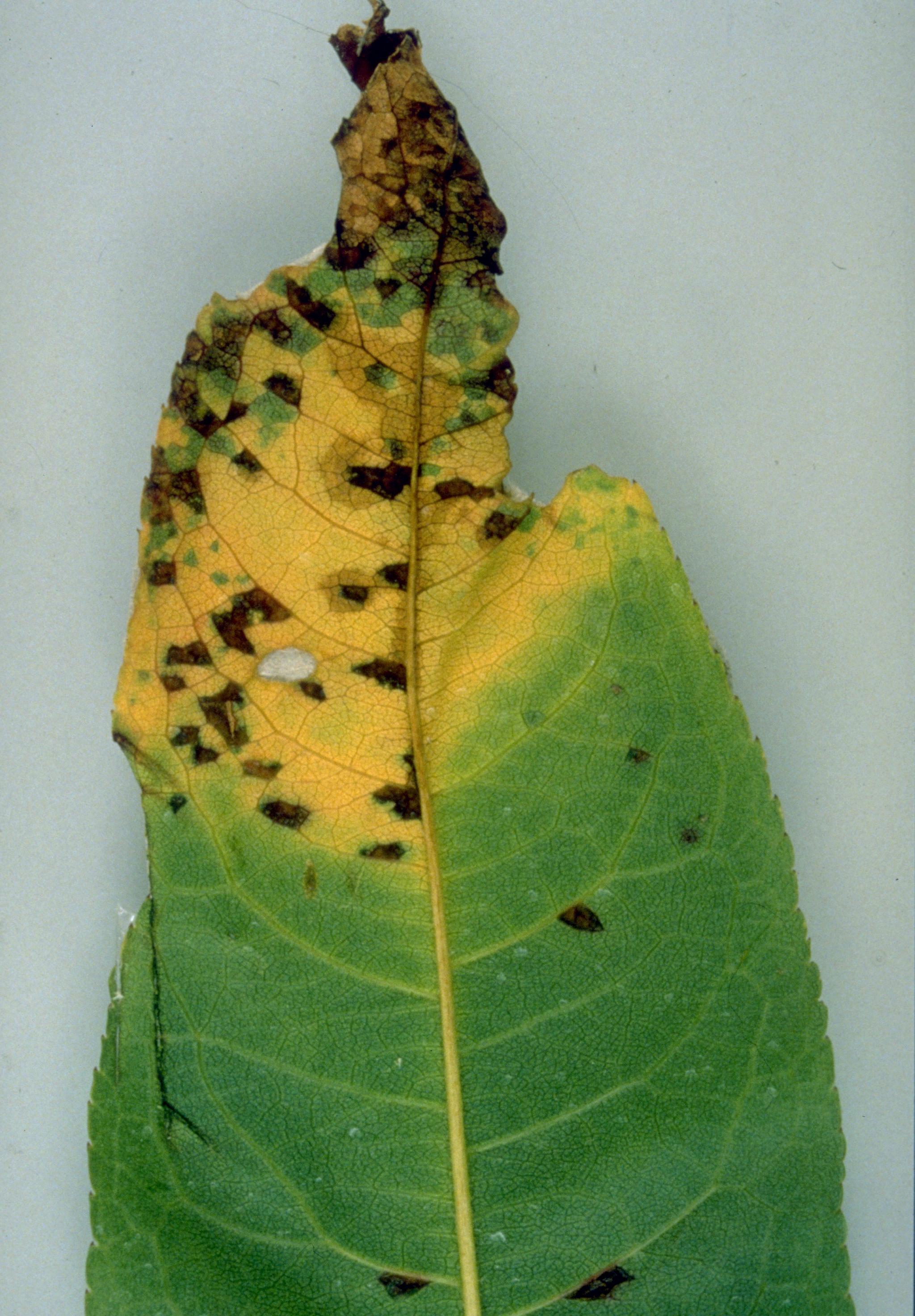 Bacterial leaf spot lesions. 
