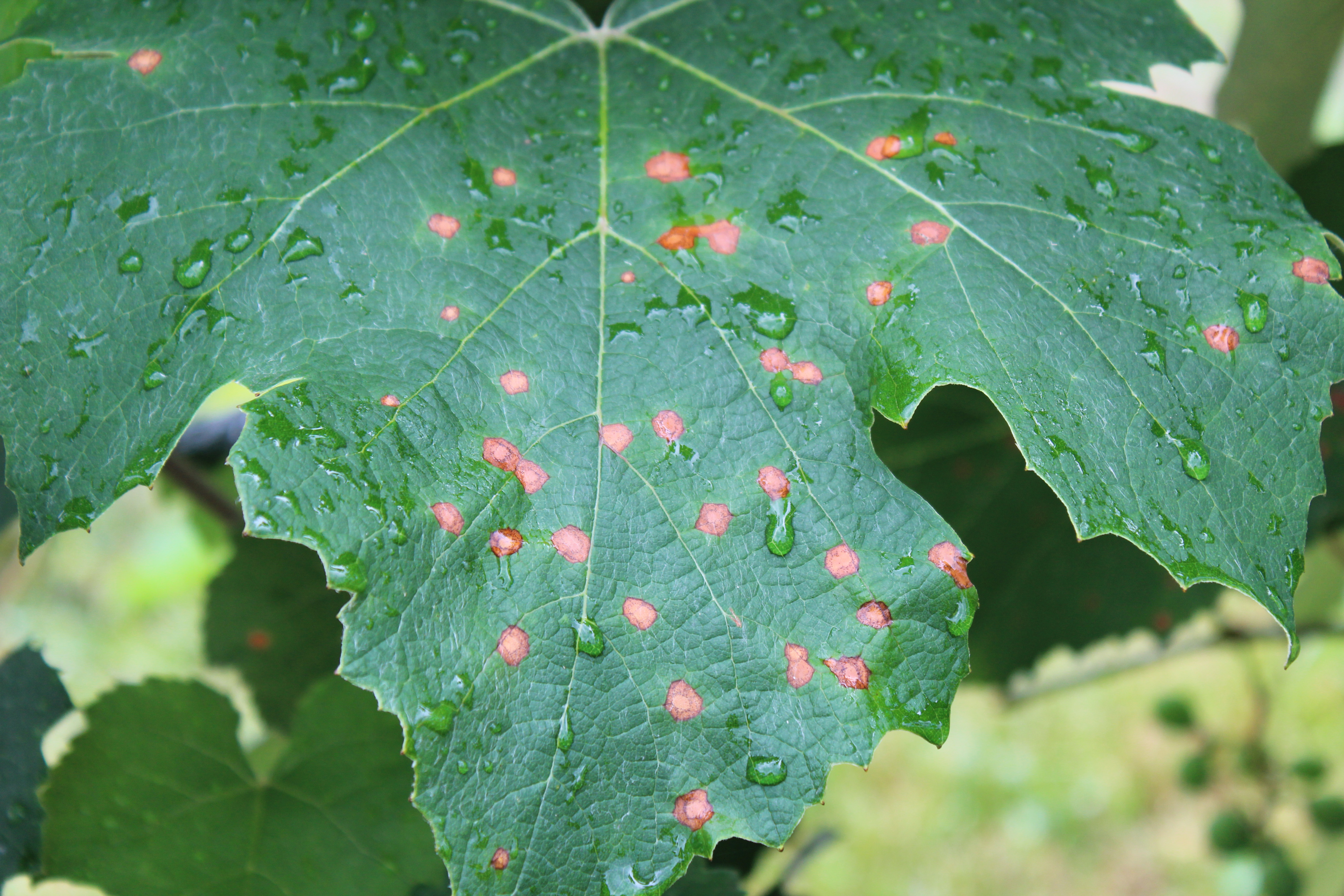 Black rot leaf spots. 