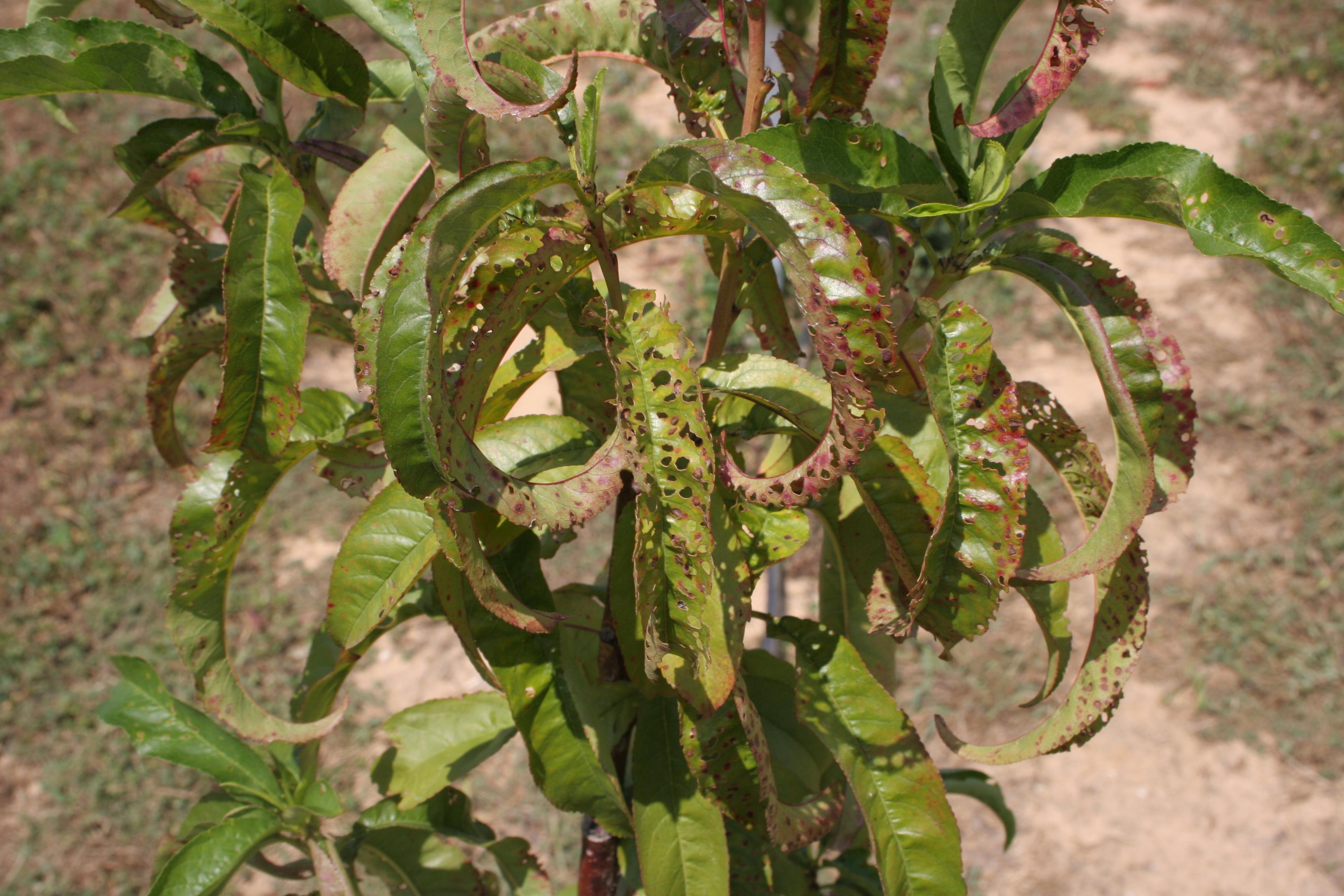 Bacterial leaf spot shot-hole symptoms. 