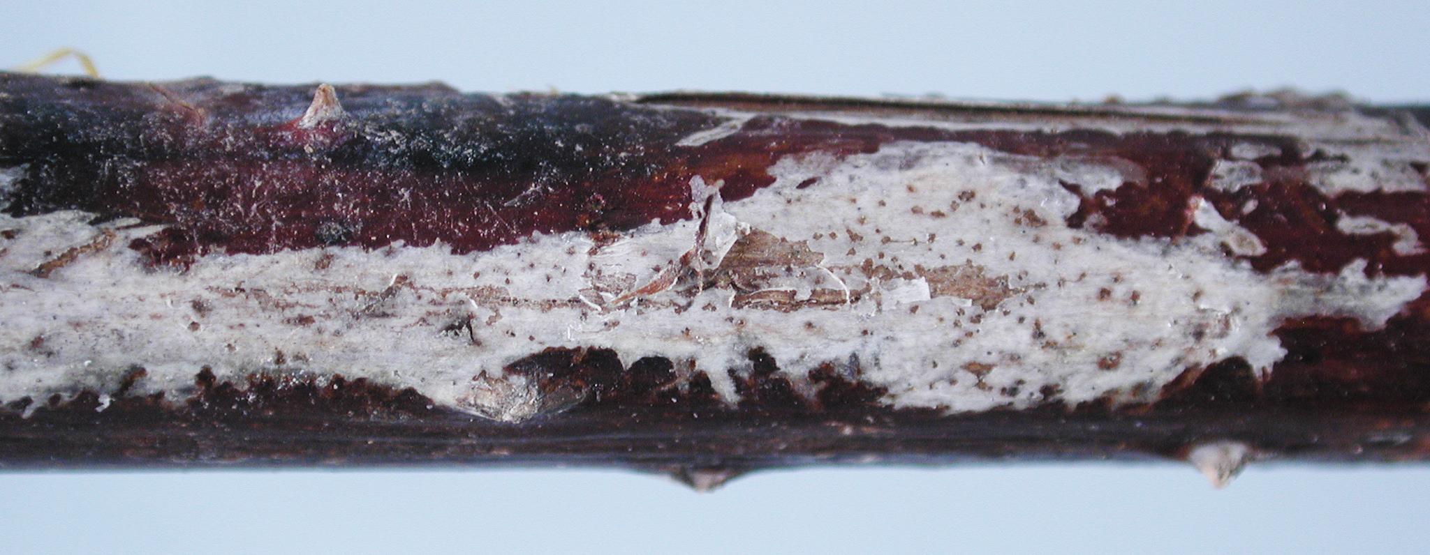 Close-up of lesion with fungal fruiting bodies evident as black specks. 