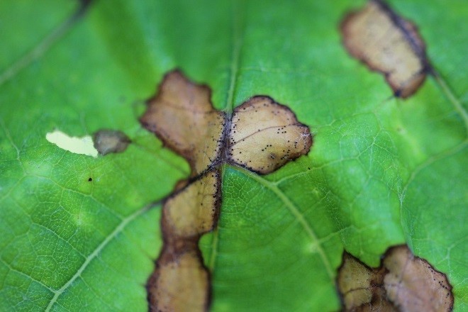 Close-up of black rot leaf spots with pycnidia around margins. 