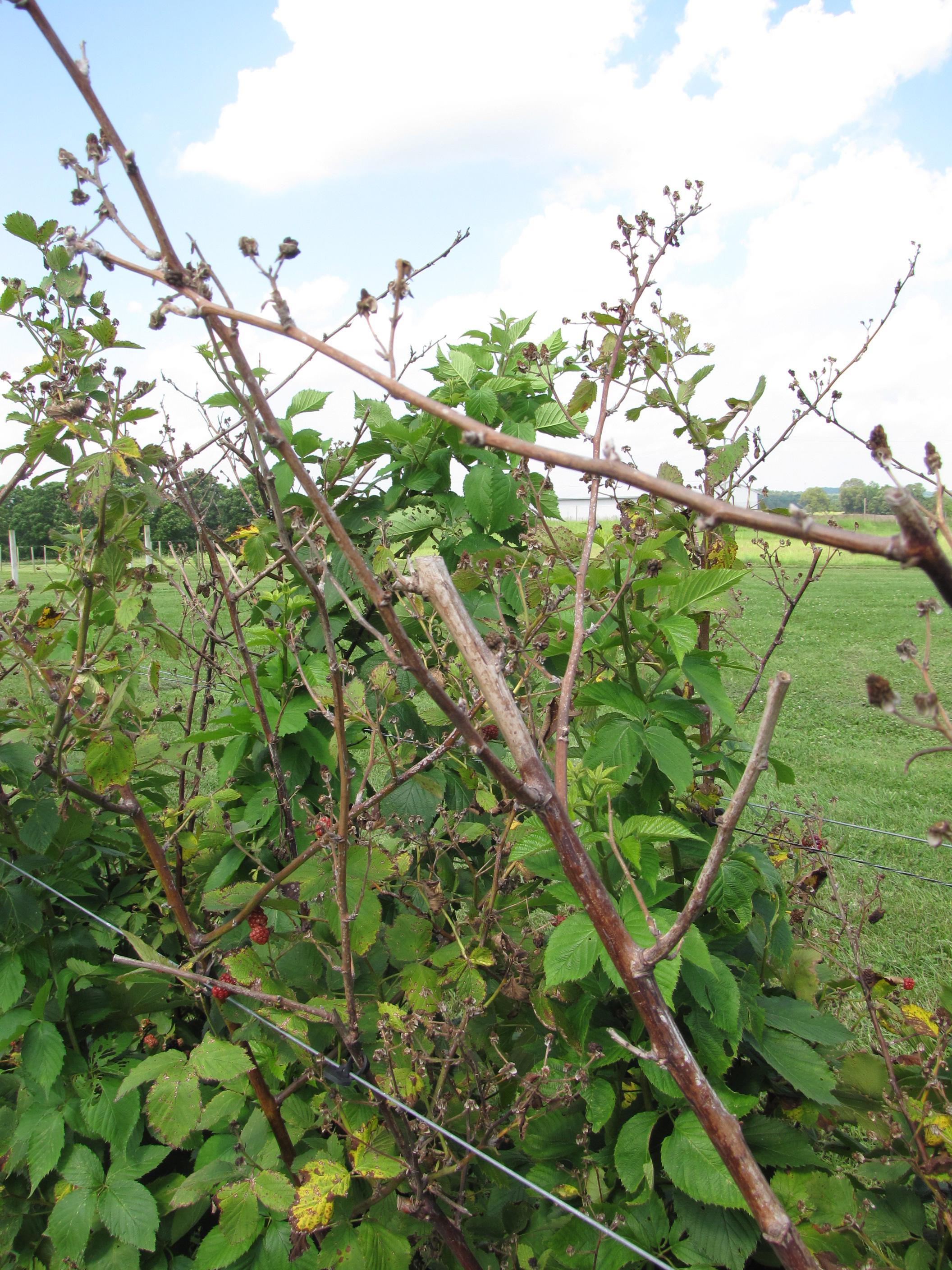 Dieback resulting from cane blight. 
