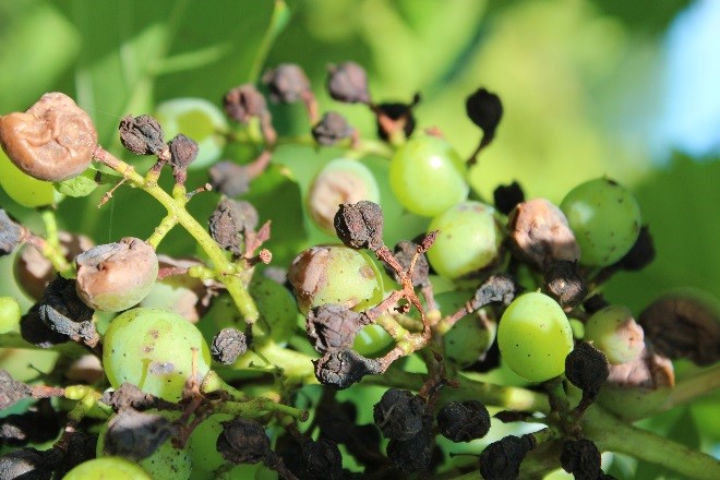 Black rot fruit symptoms (shriveled berries). 