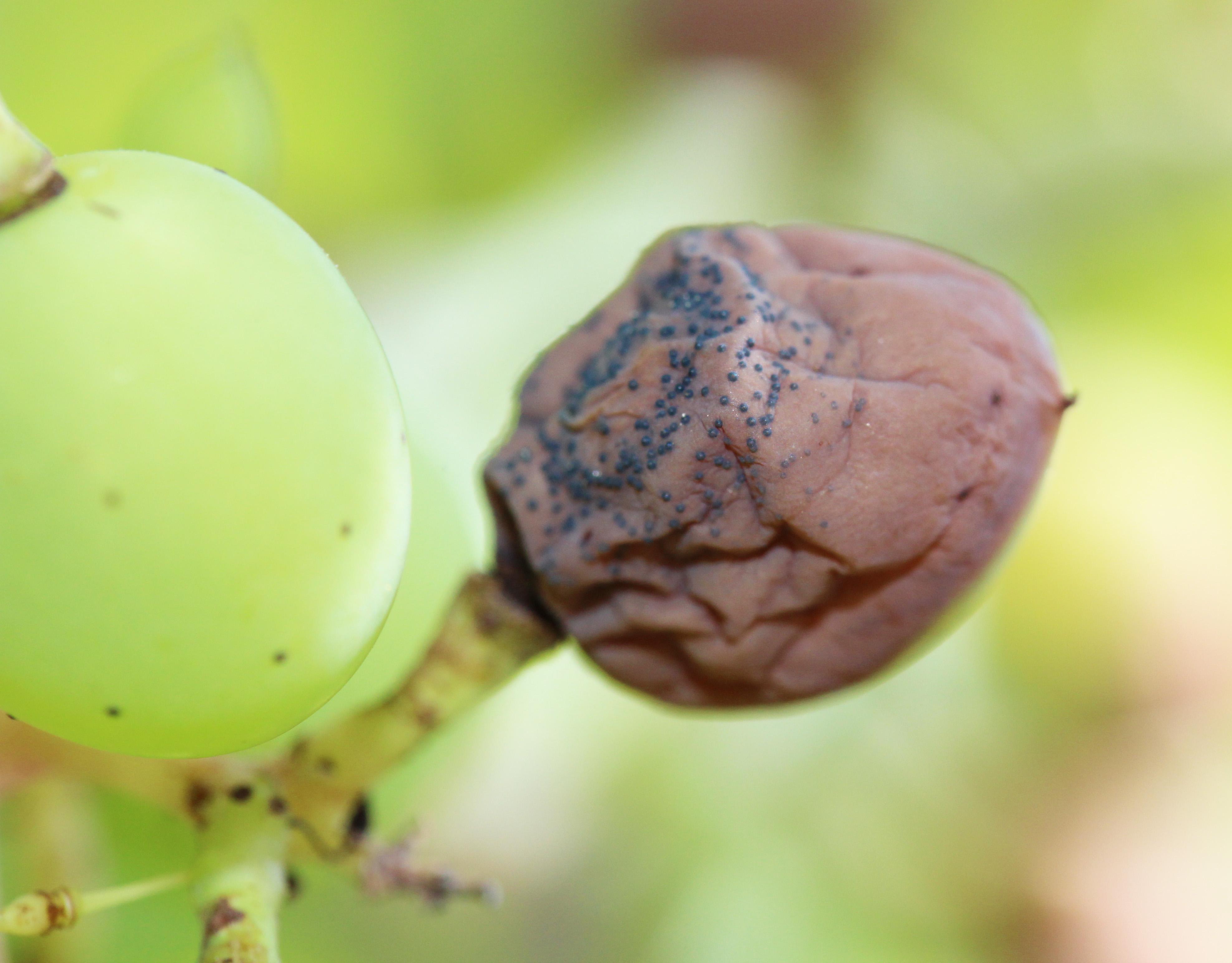 Close-up of black rot decayed fruit with visible pycnidia. 