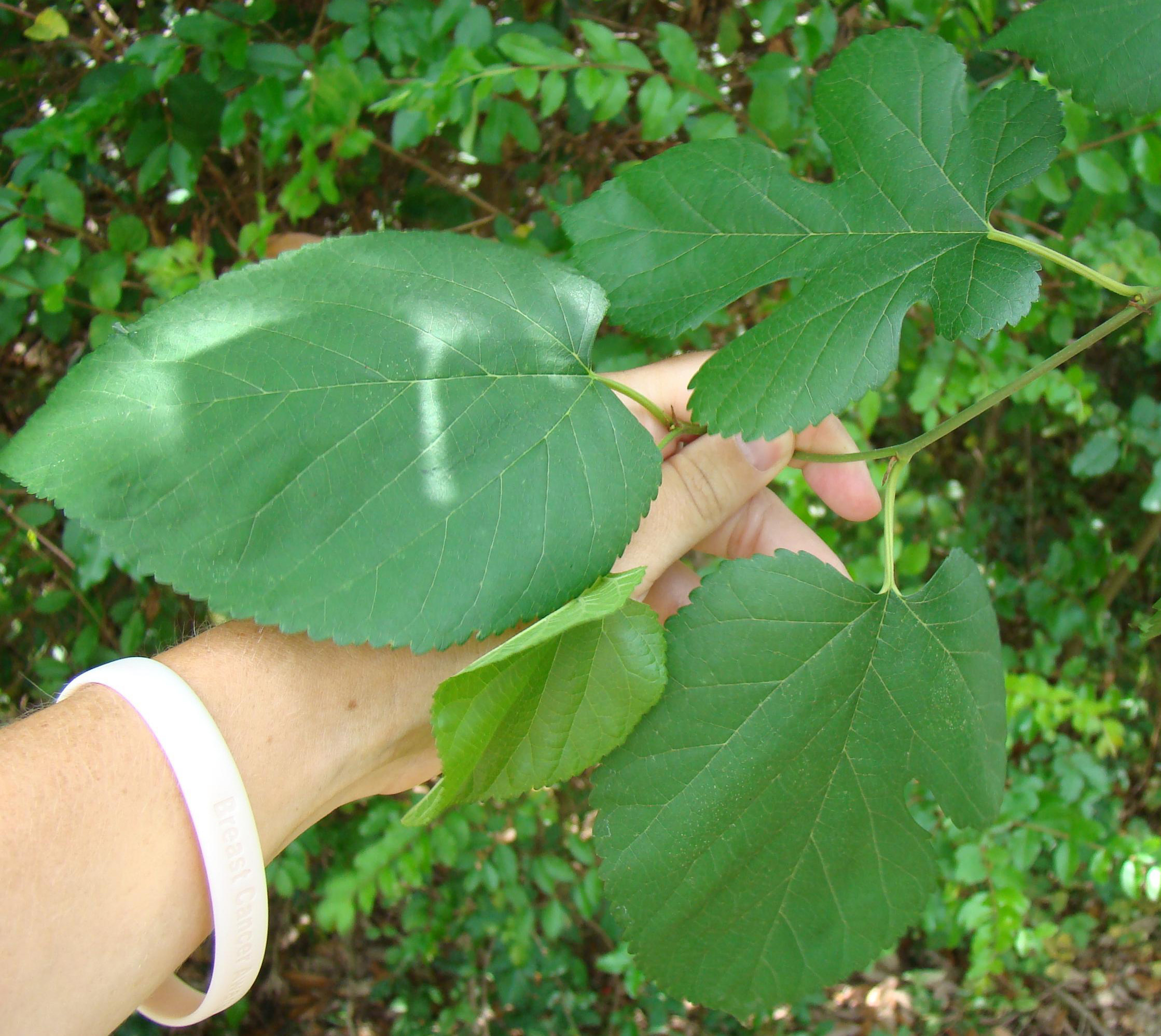Mulberry leaf variations. 