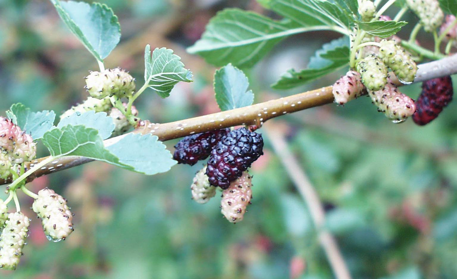 Mulberry fruit. 
