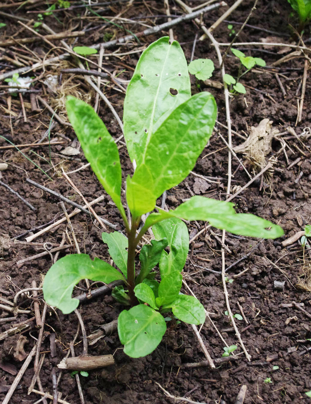 Pokeweed seedling. 