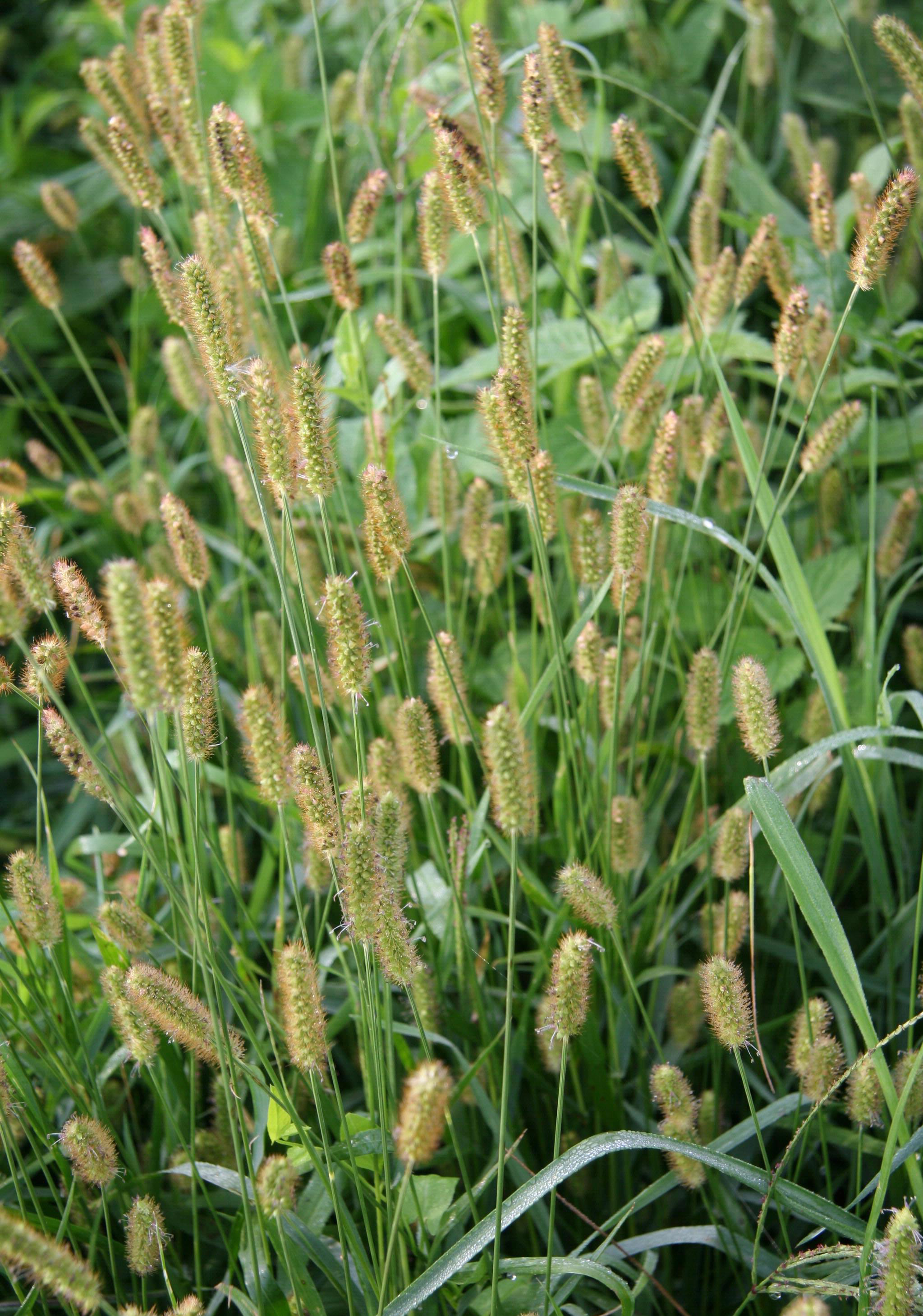 Yellow foxtail flower heads. 