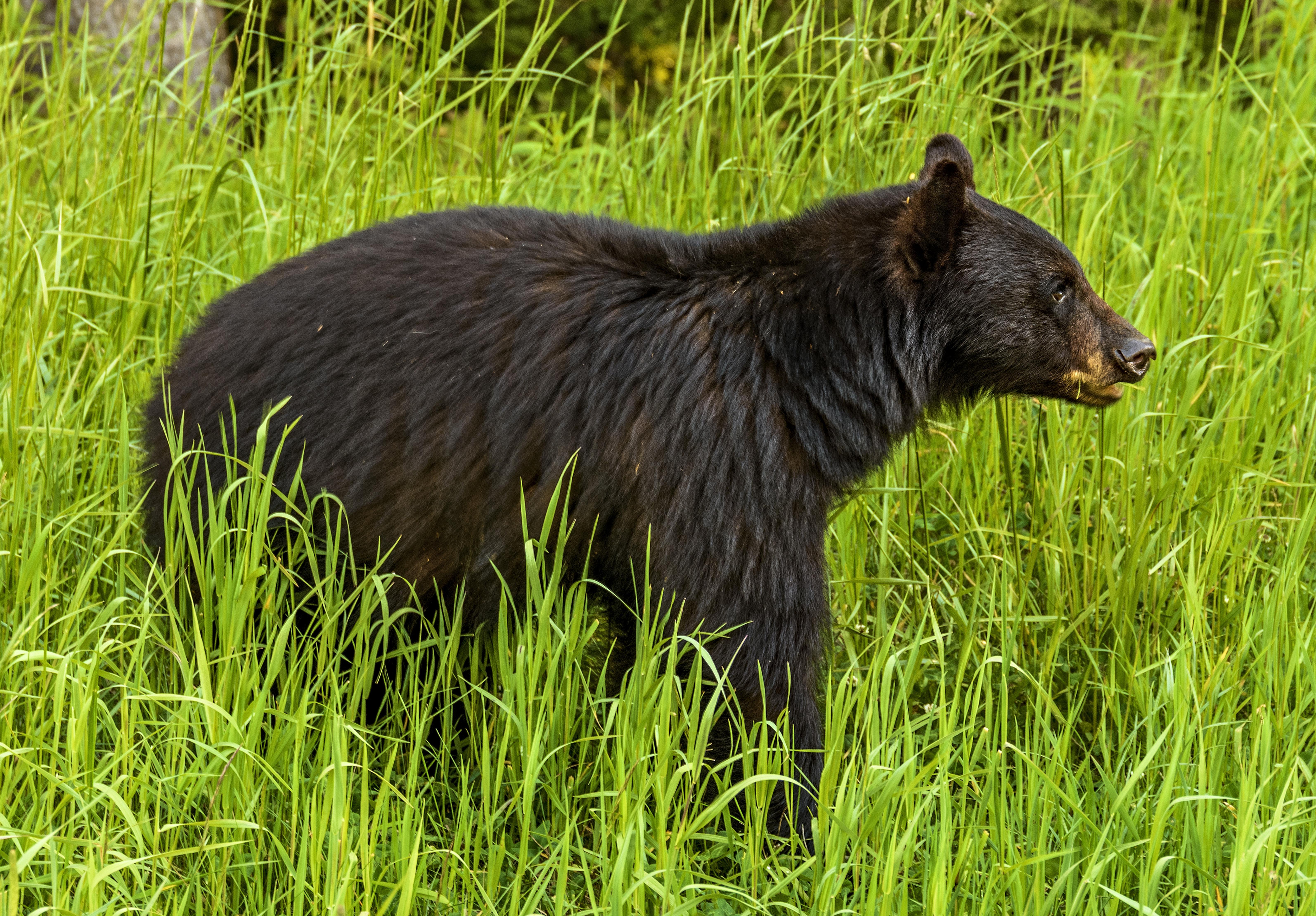 Black bear (Photo: Adam Cegledi, Shutterstock.com)