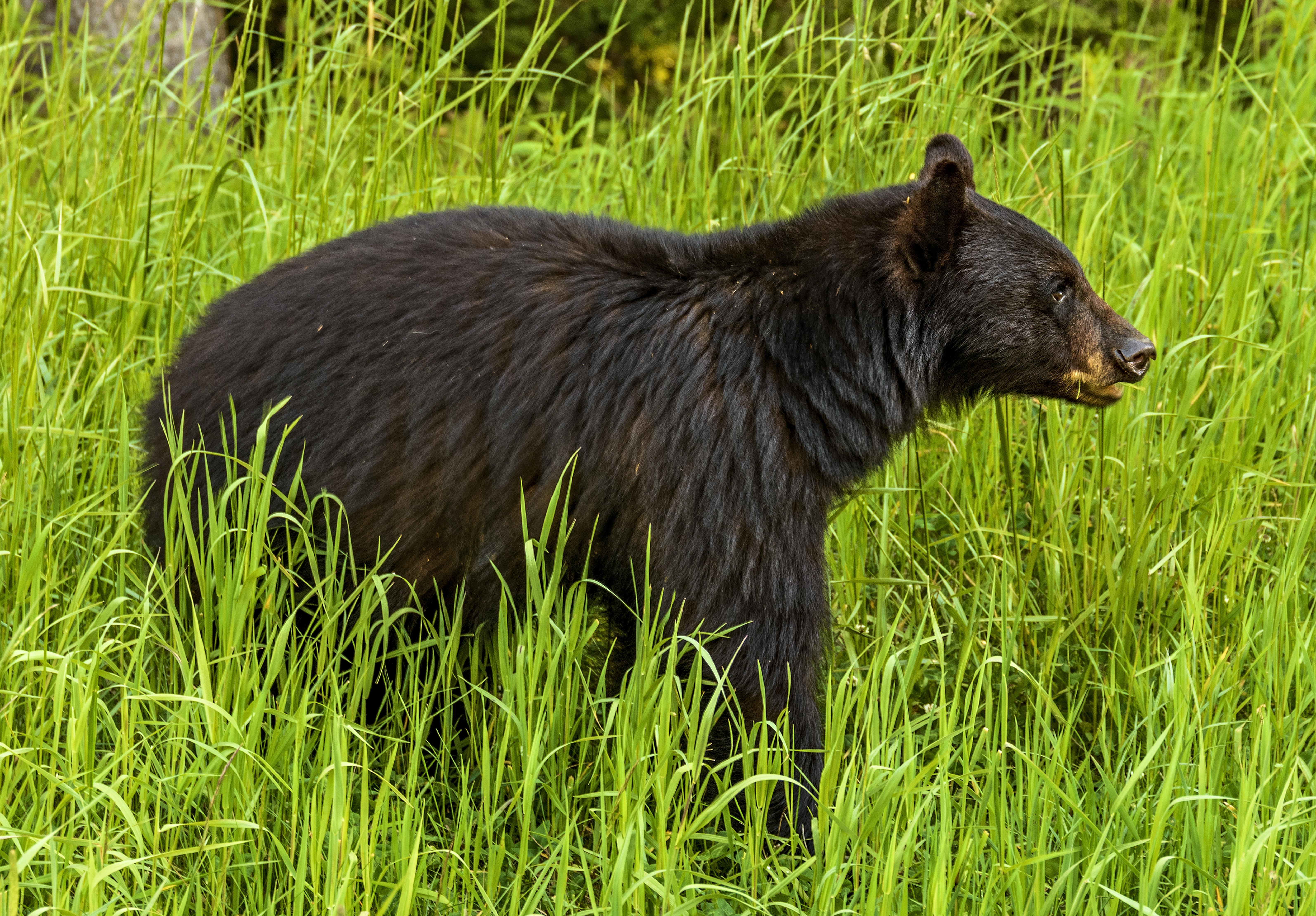 Black bear 