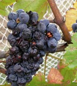 Bird damage to fruit. 