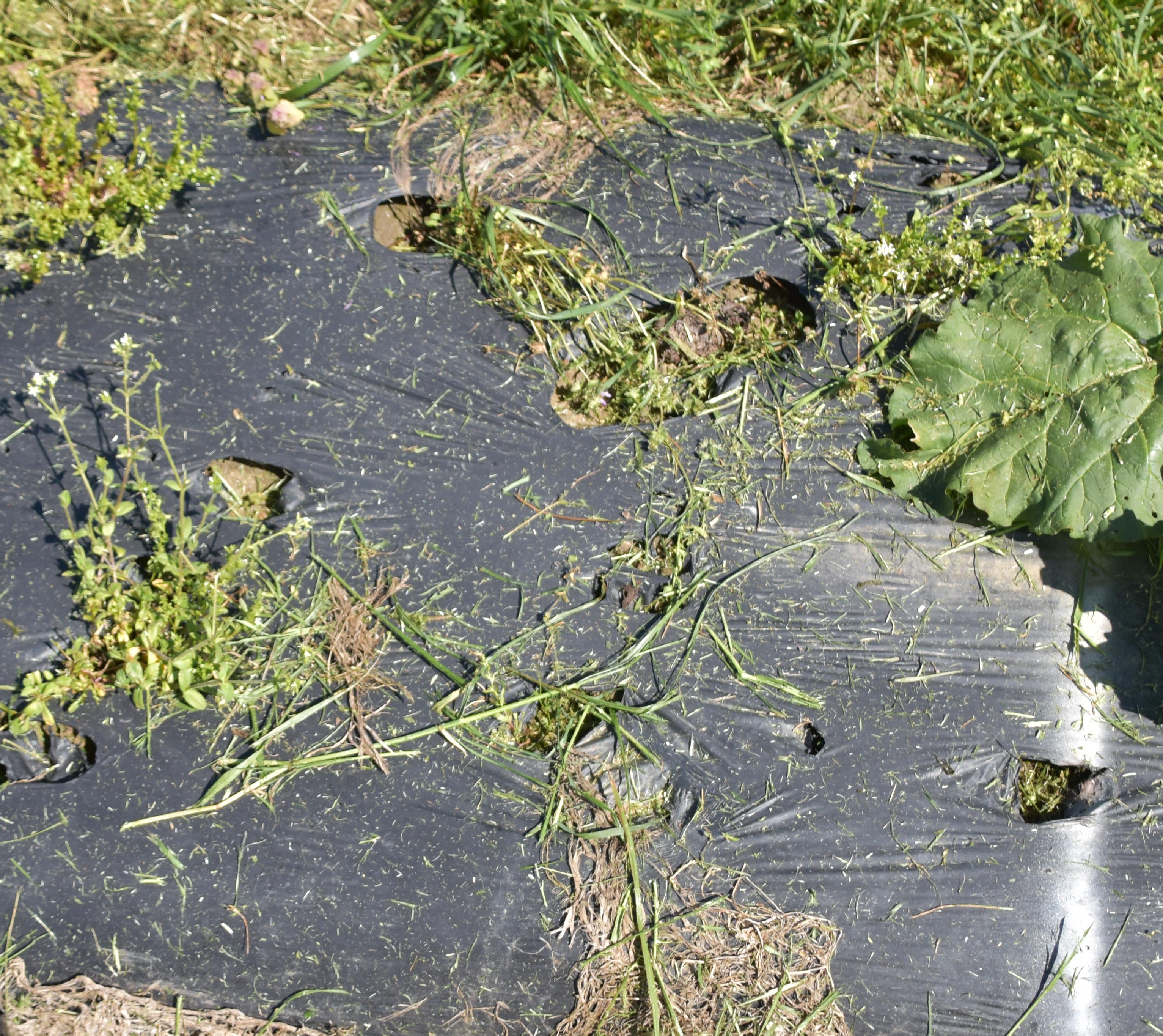 Deer damage to plastic mulch (Springer, UKY)