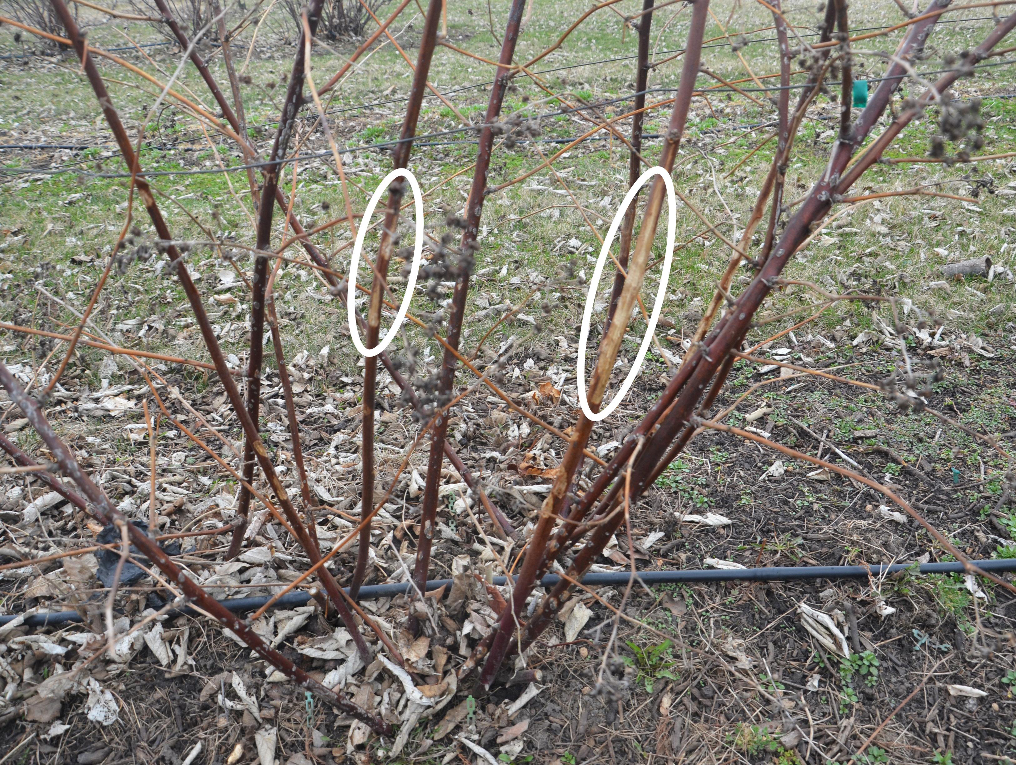 Rabbit damage to bramble canes. 