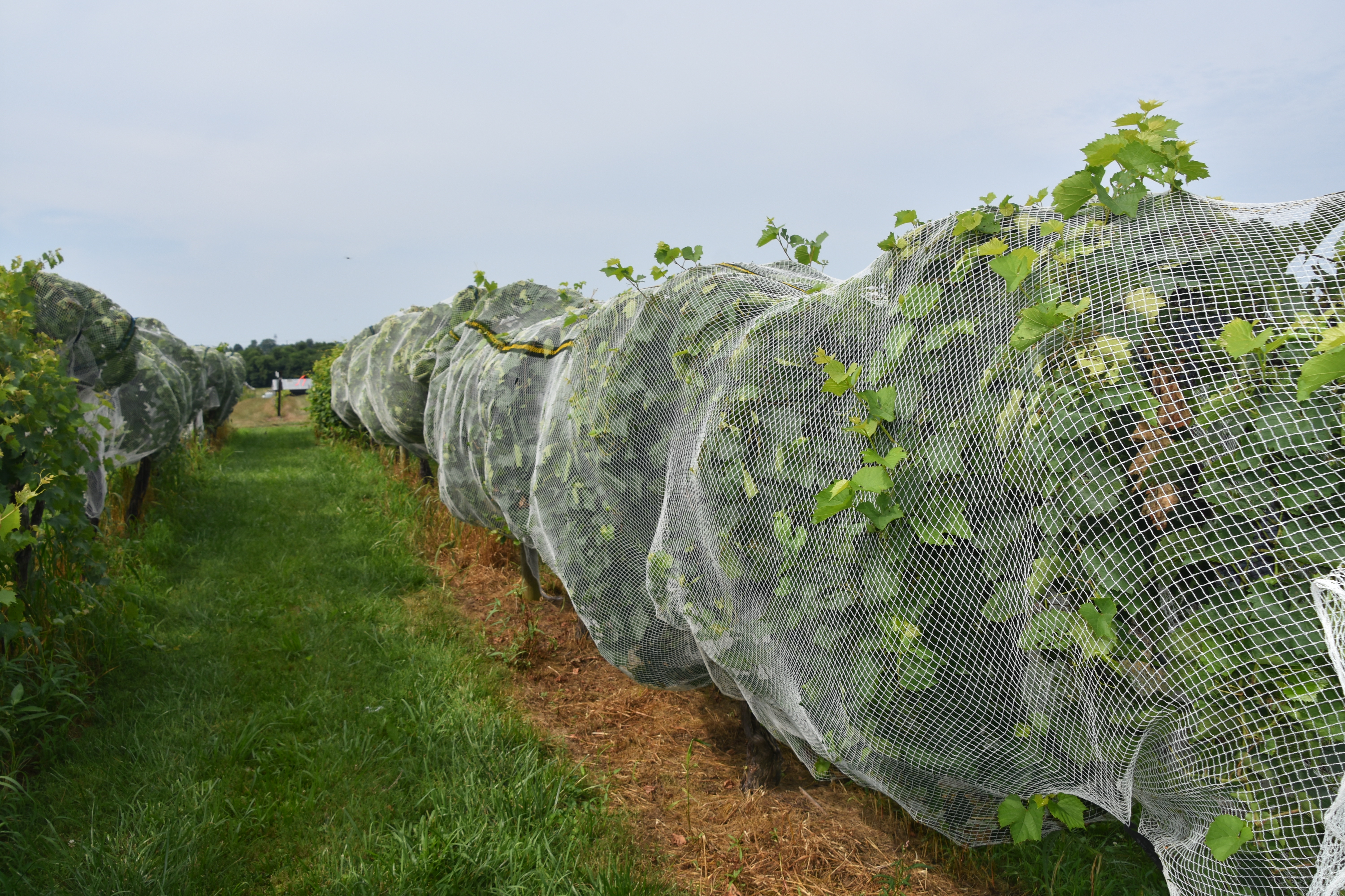 Netting placed over vines to protect from bird damage. 