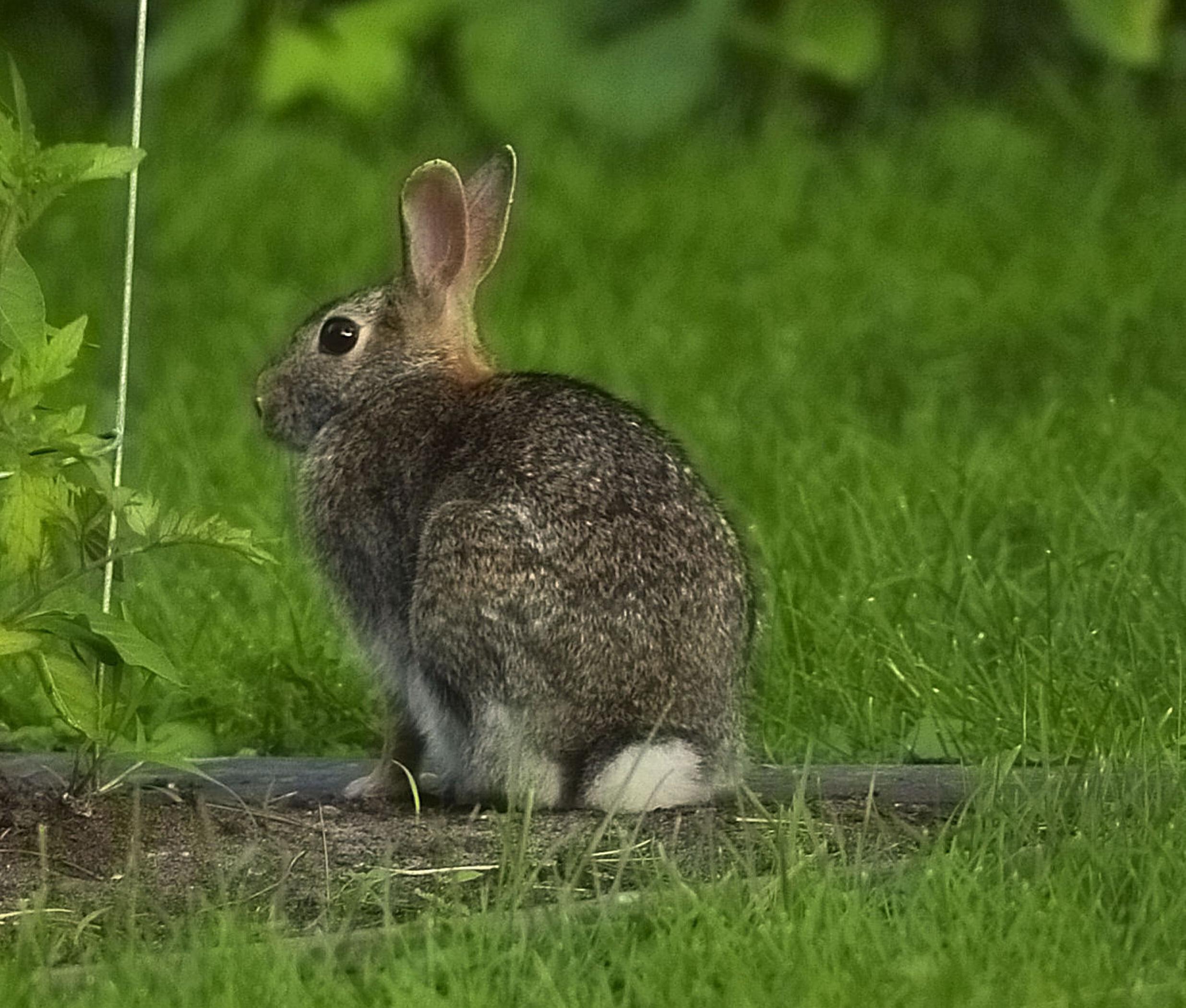 Eastern cottontail rabbit. 